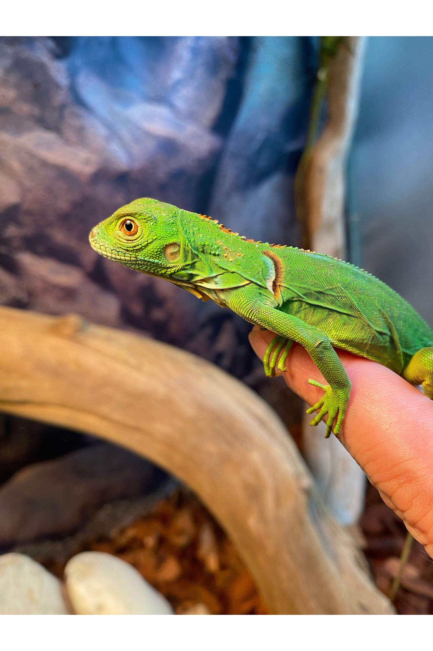 Green Iguana - Hatchling