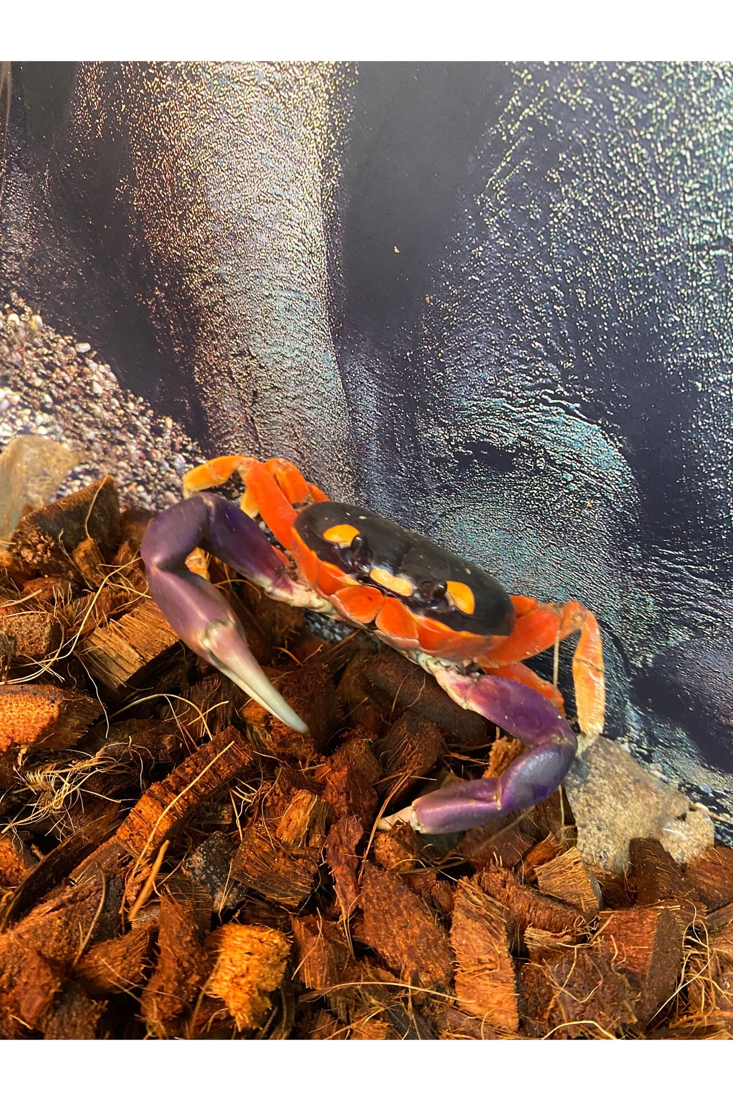 Halloween Moon Crab