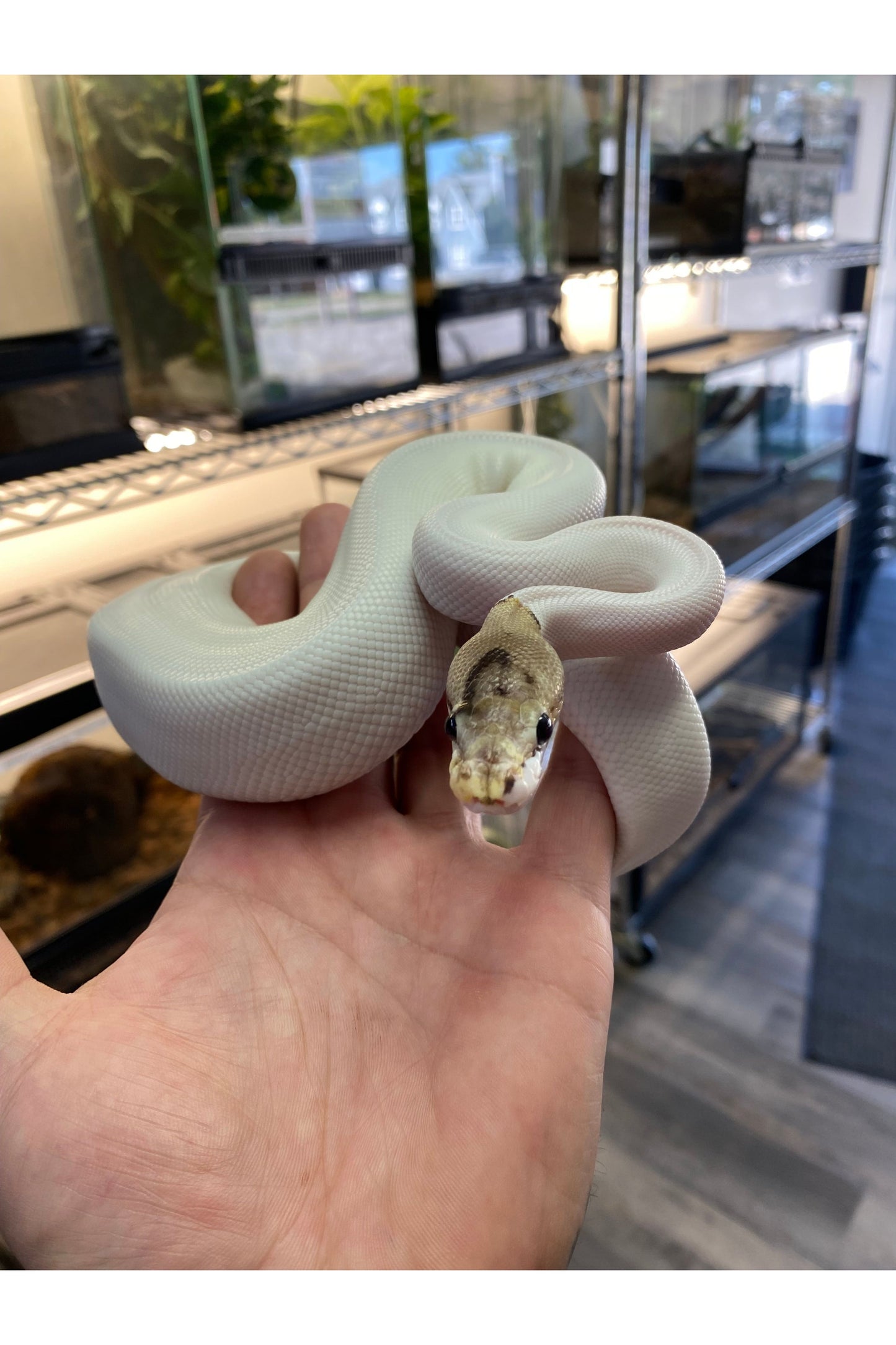 Spied Ball Python - Juvenile