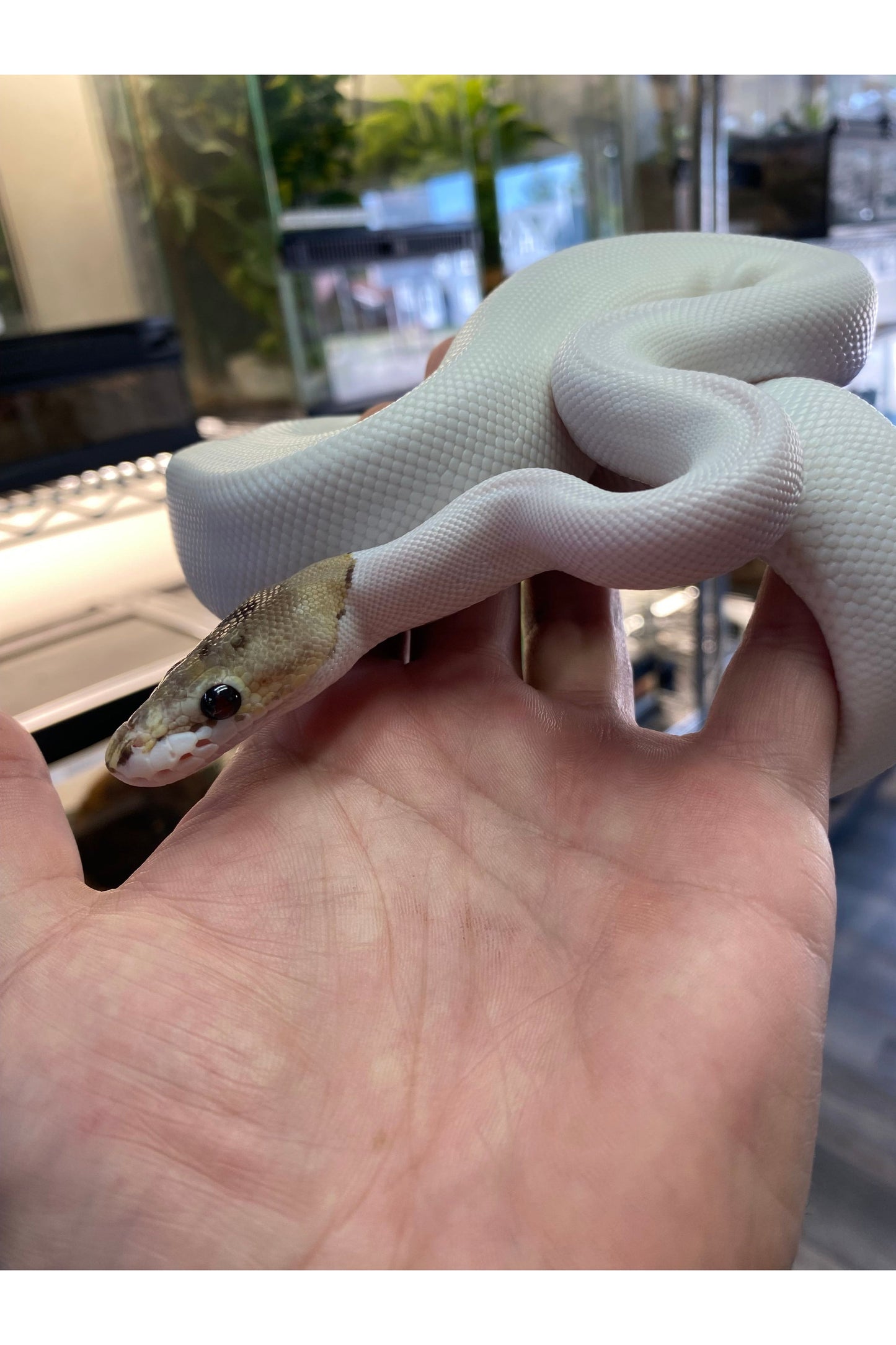 Spied Ball Python - Juvenile