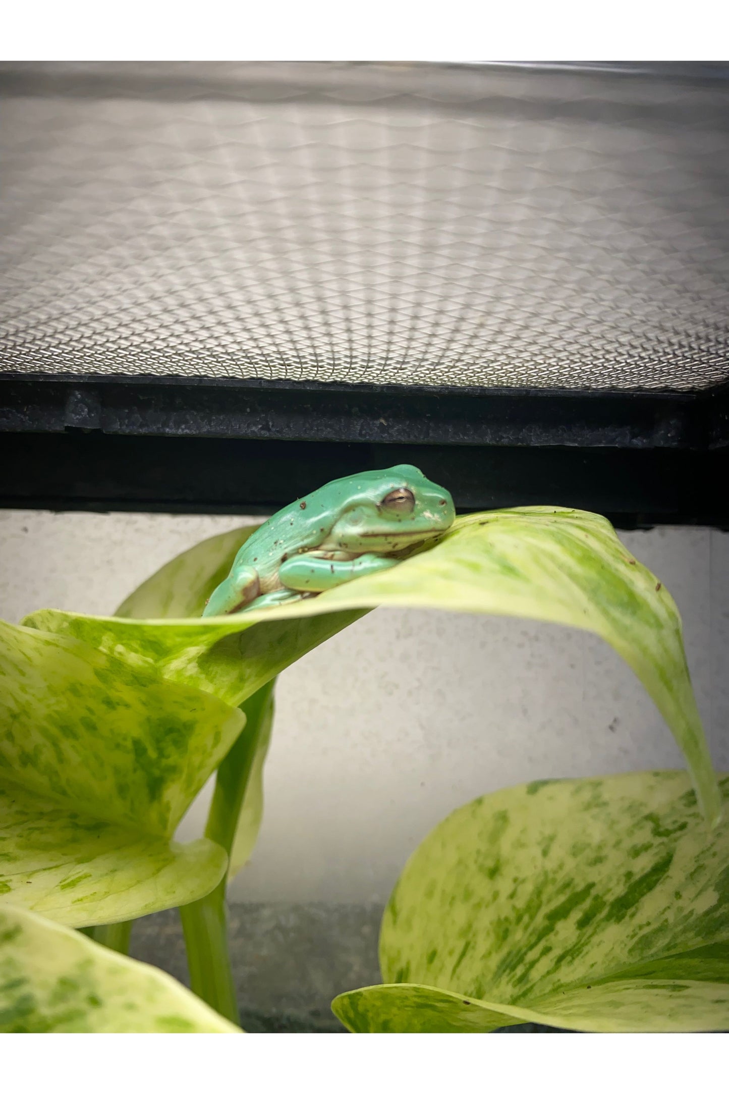 White's Tree Frog