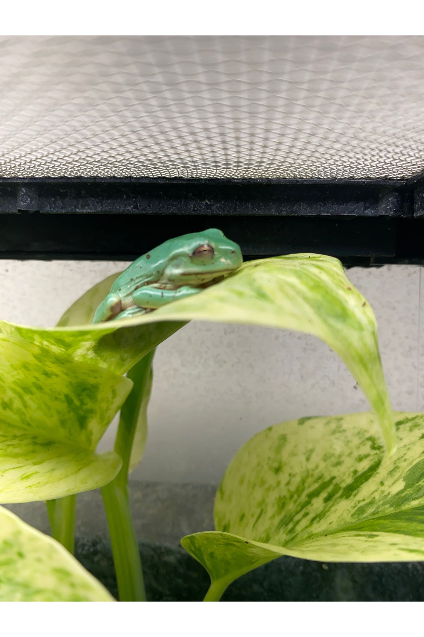 White's Tree Frog