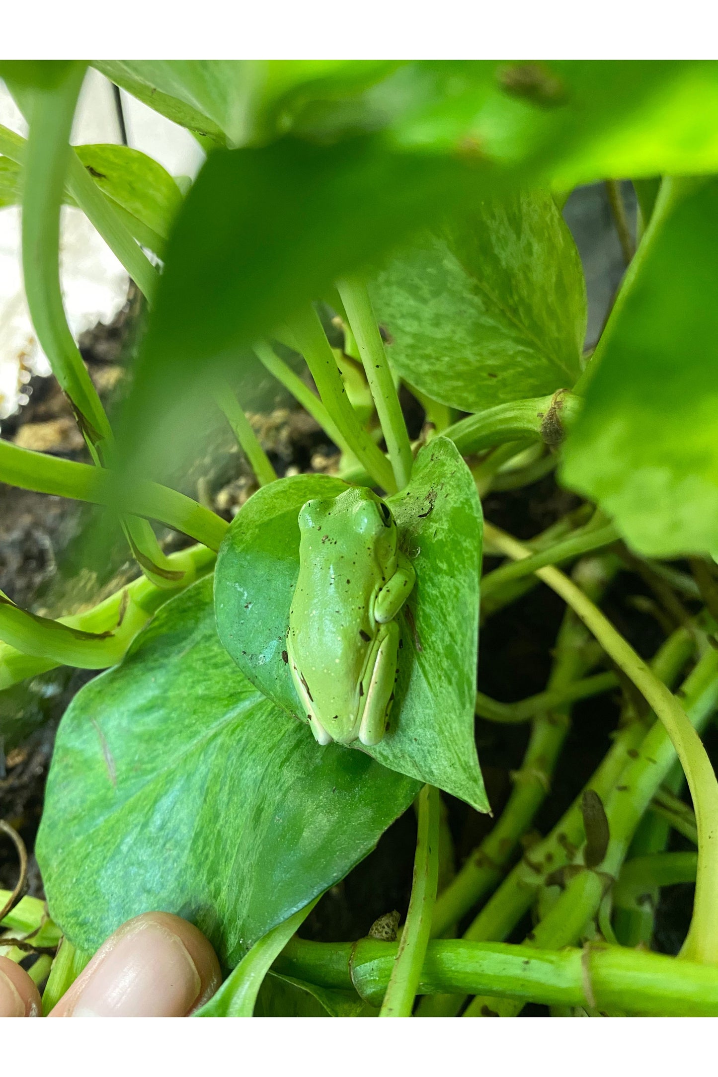 White's Tree Frog