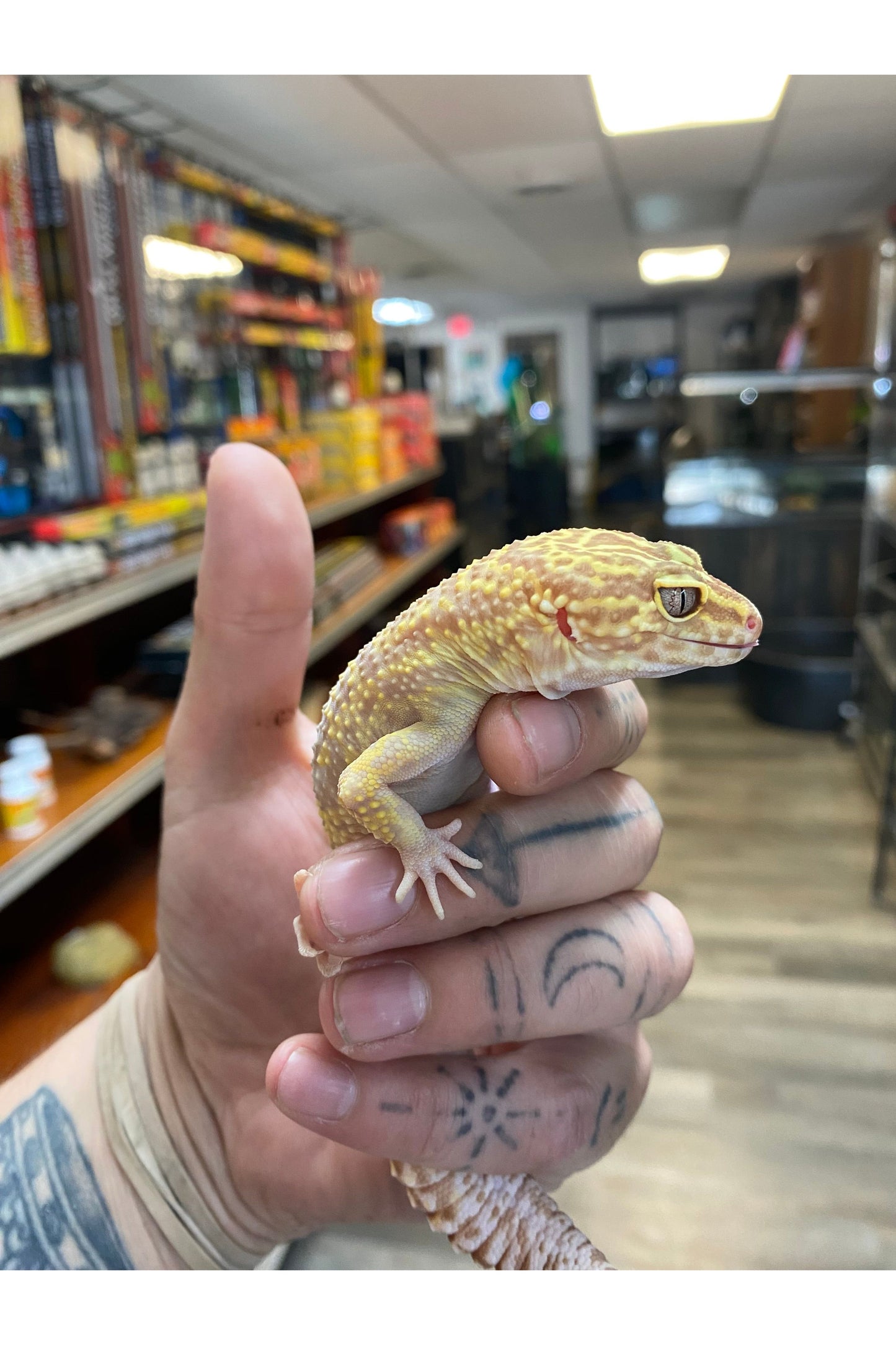 Leopard Gecko - Adult - Female
