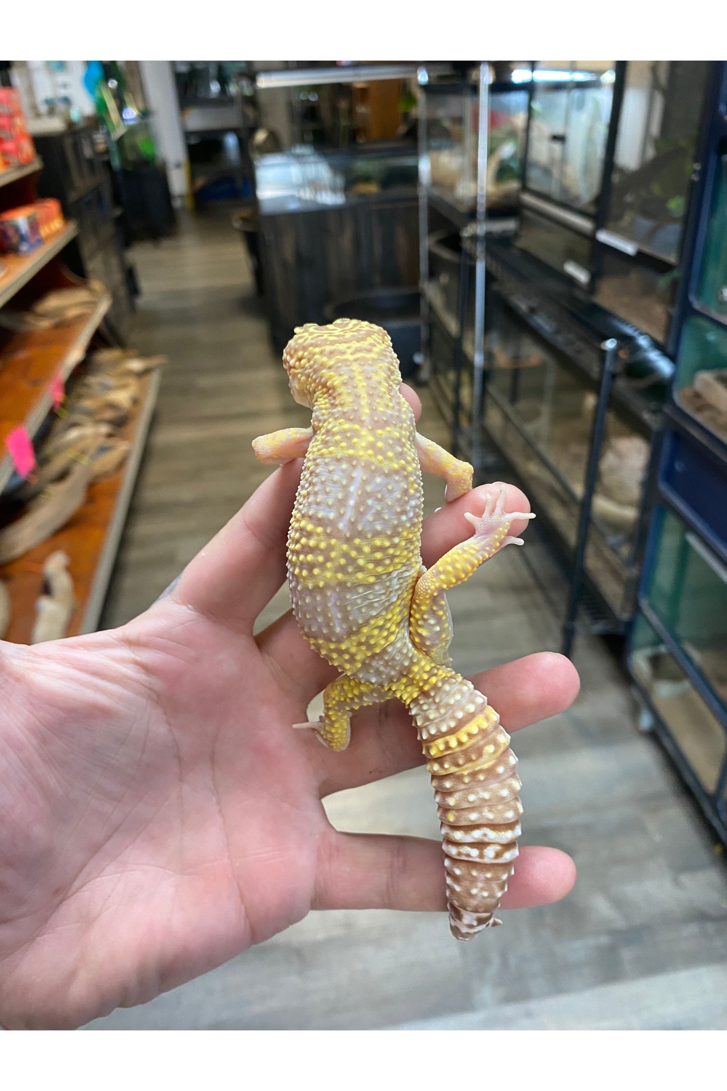 Leopard Gecko - Adult - Female