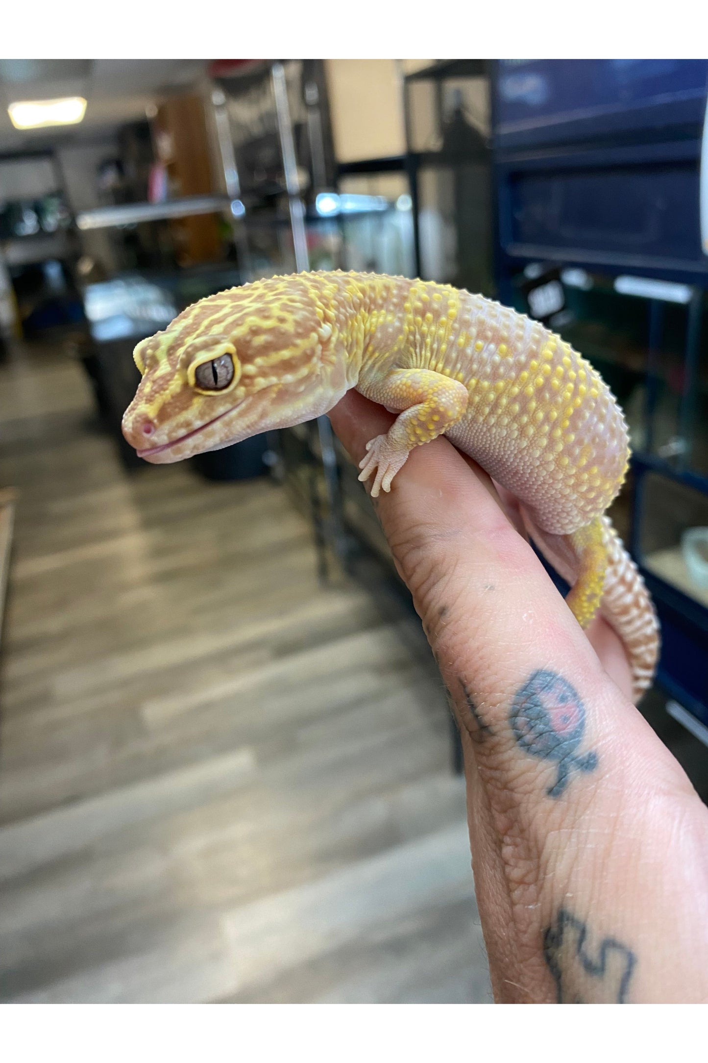 Leopard Gecko - Adult - Female