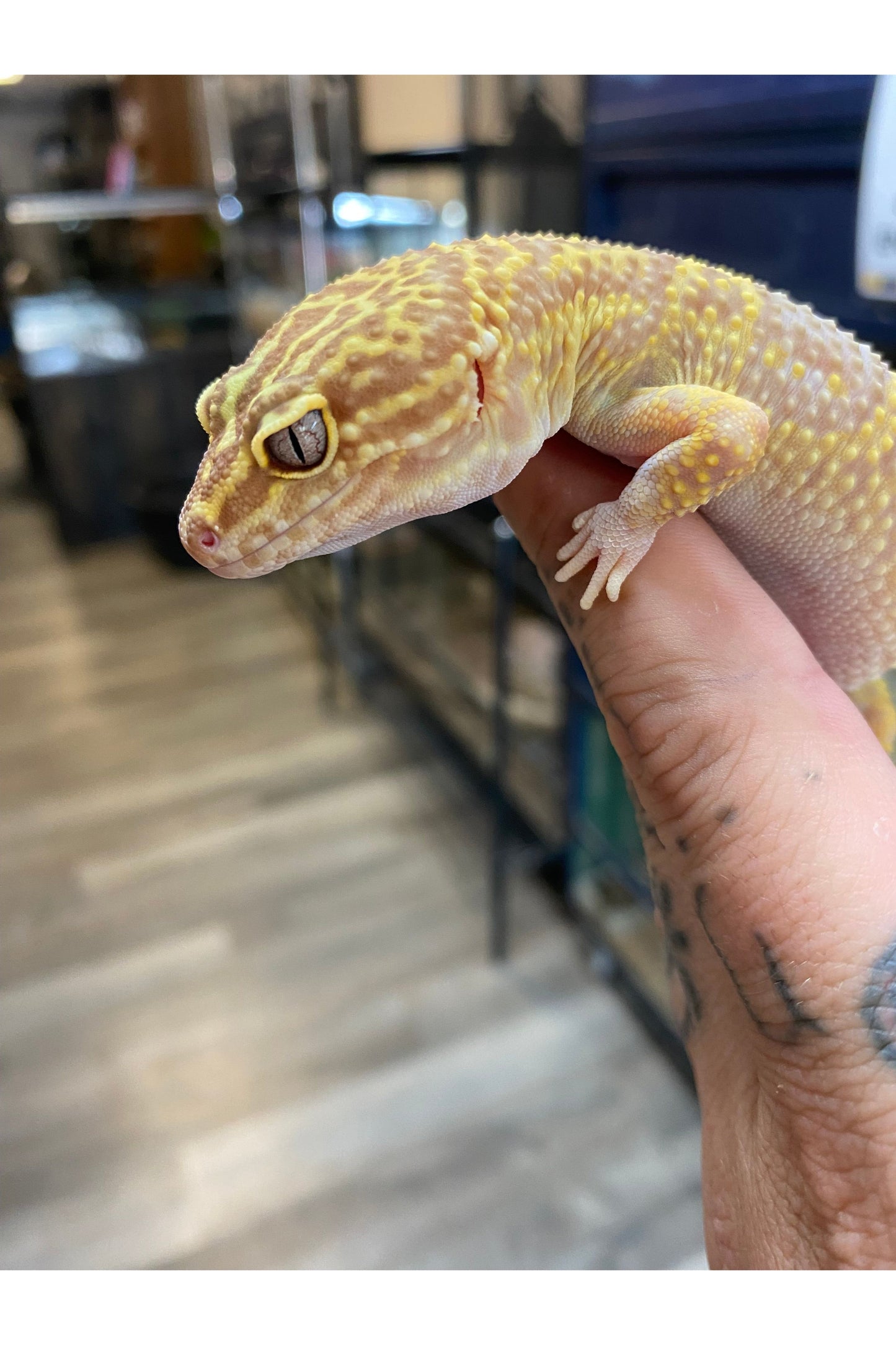 Leopard Gecko - Adult - Female