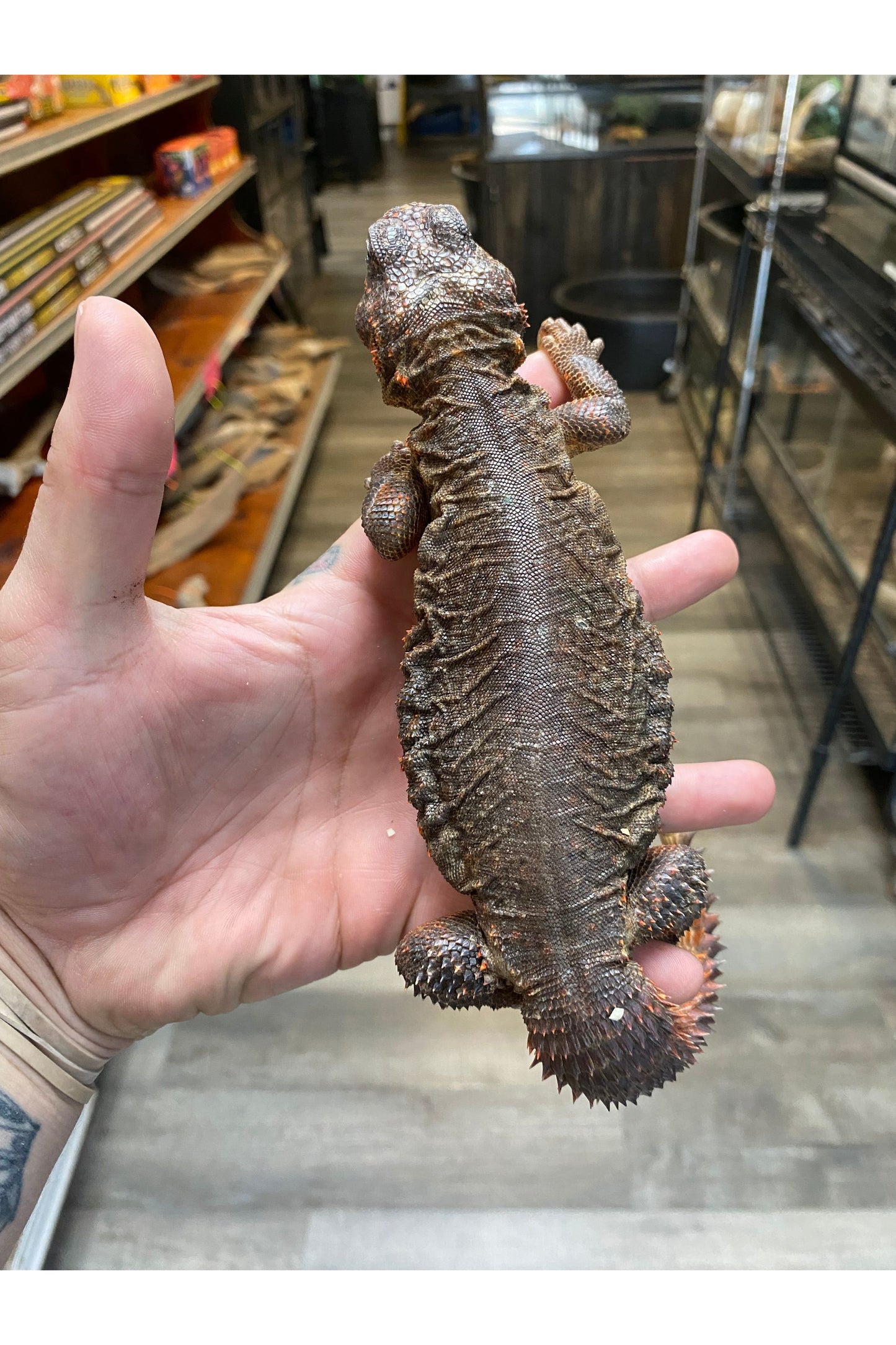Nigerian Red Uromastyx - Adult - Female
