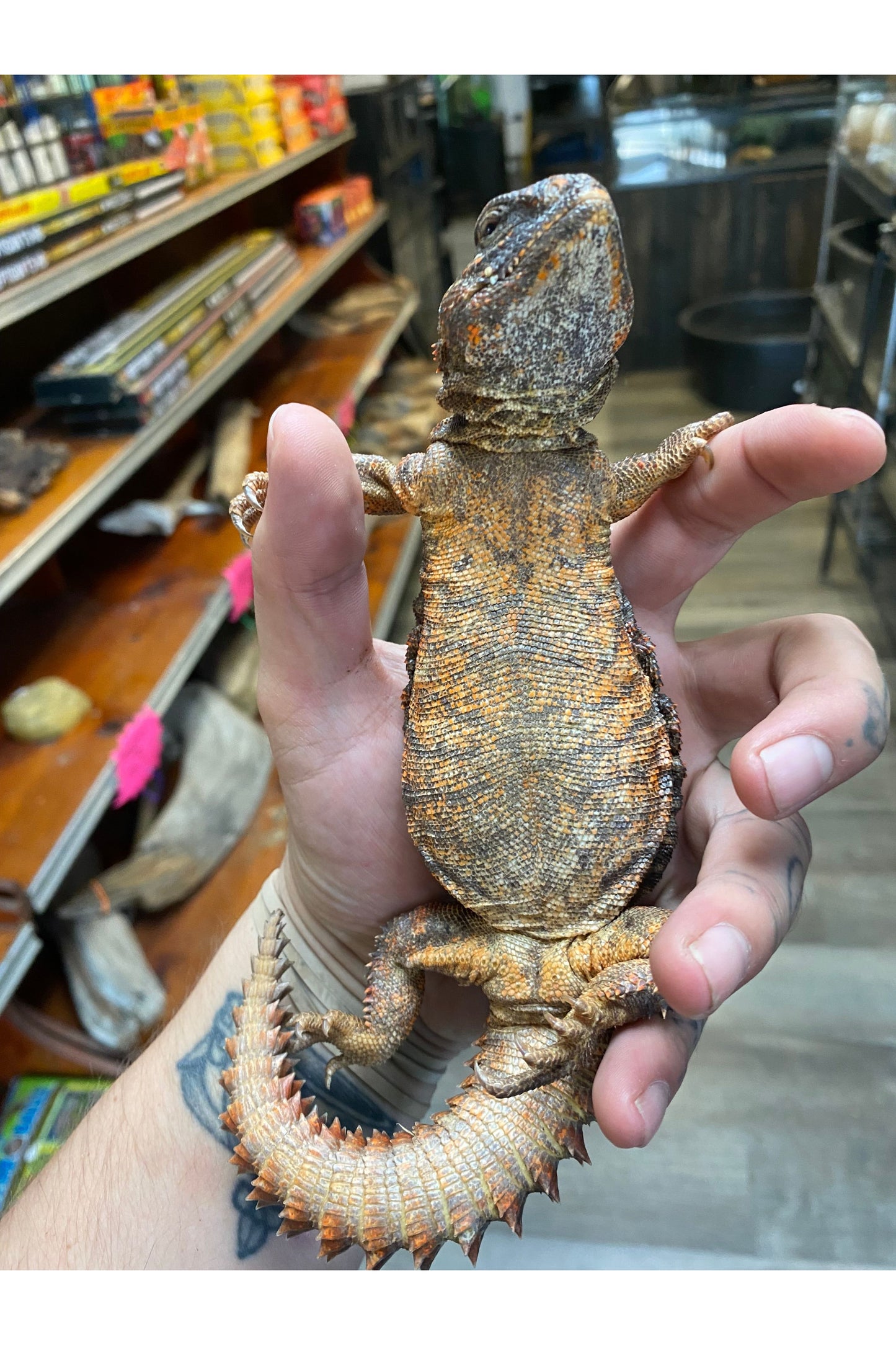 Nigerian Red Uromastyx - Adult - Female