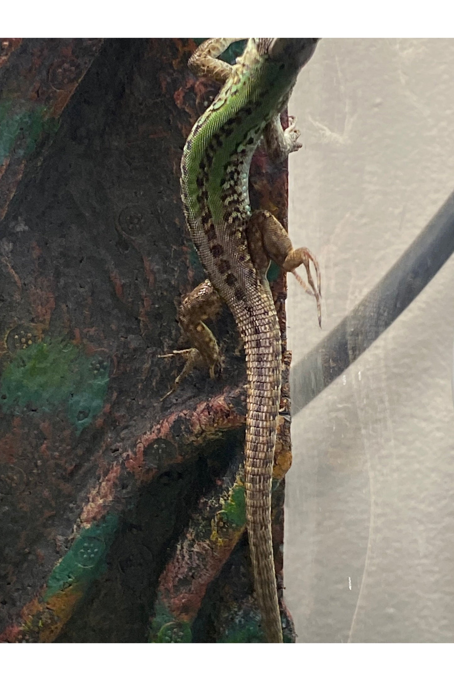 Italian Wall Lizard