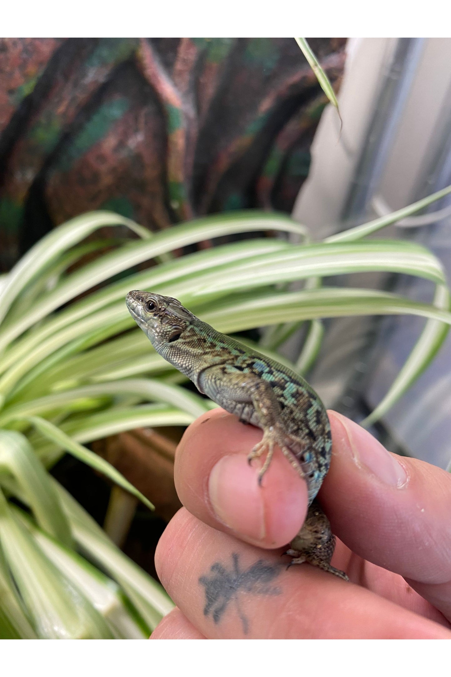 Italian Wall Lizard