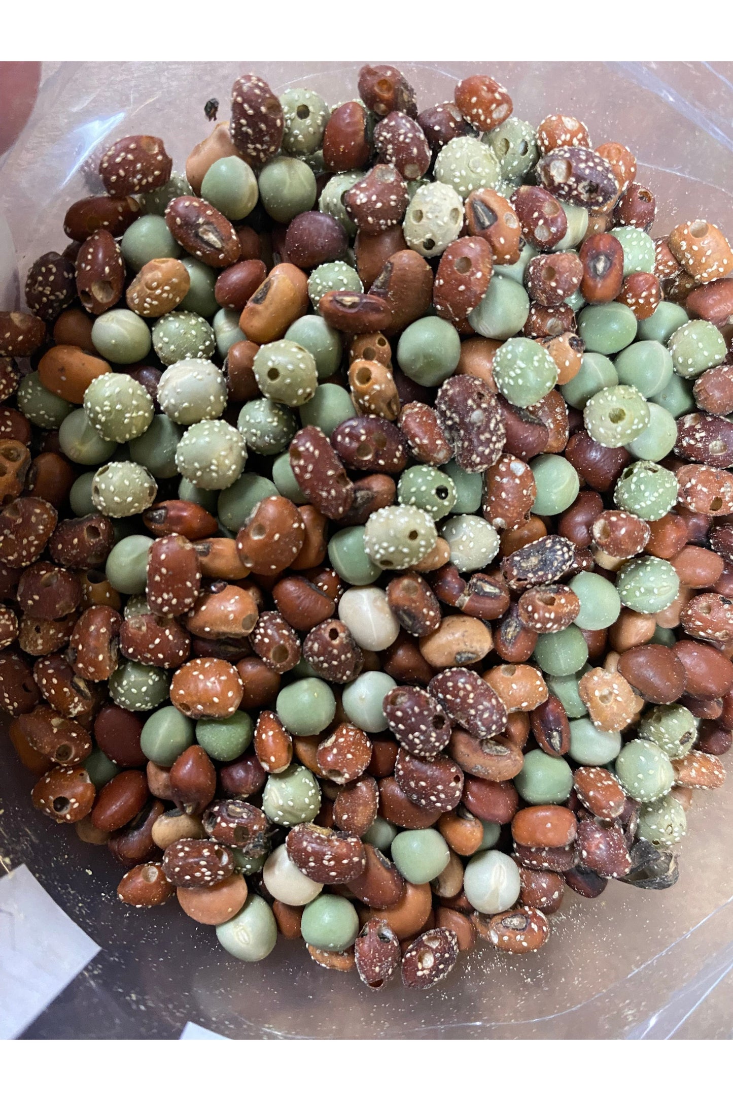Bean Beetle Culture