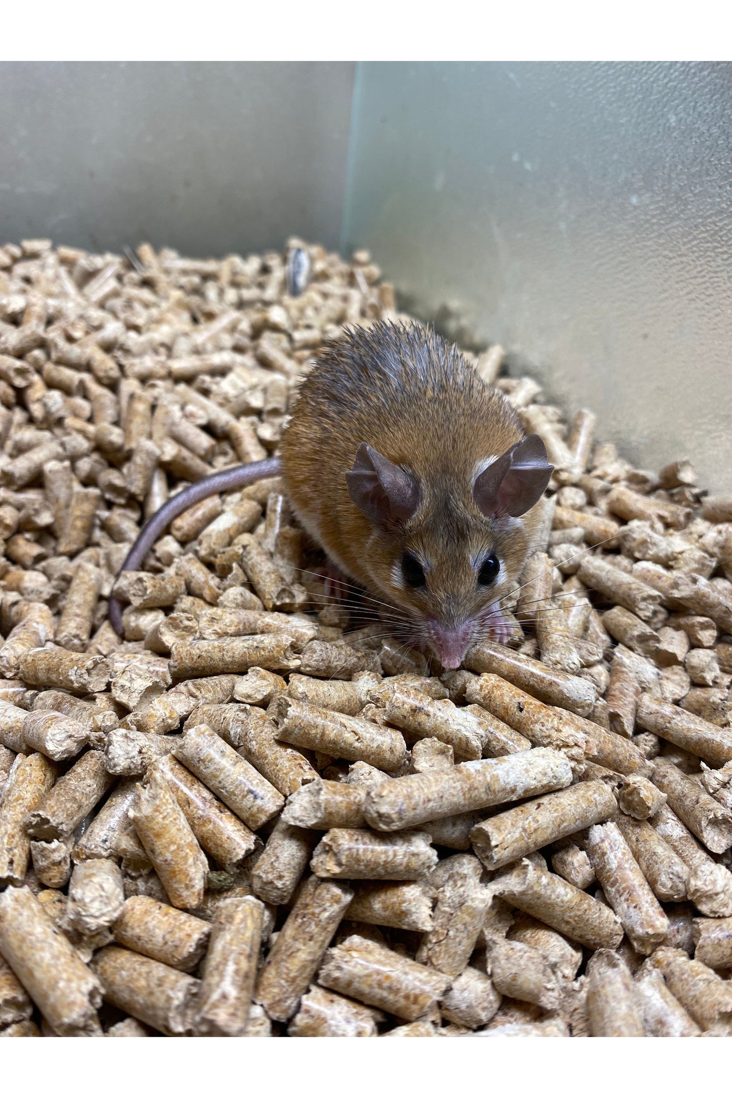 Egyptian Spiny Mouse - Adult - Male