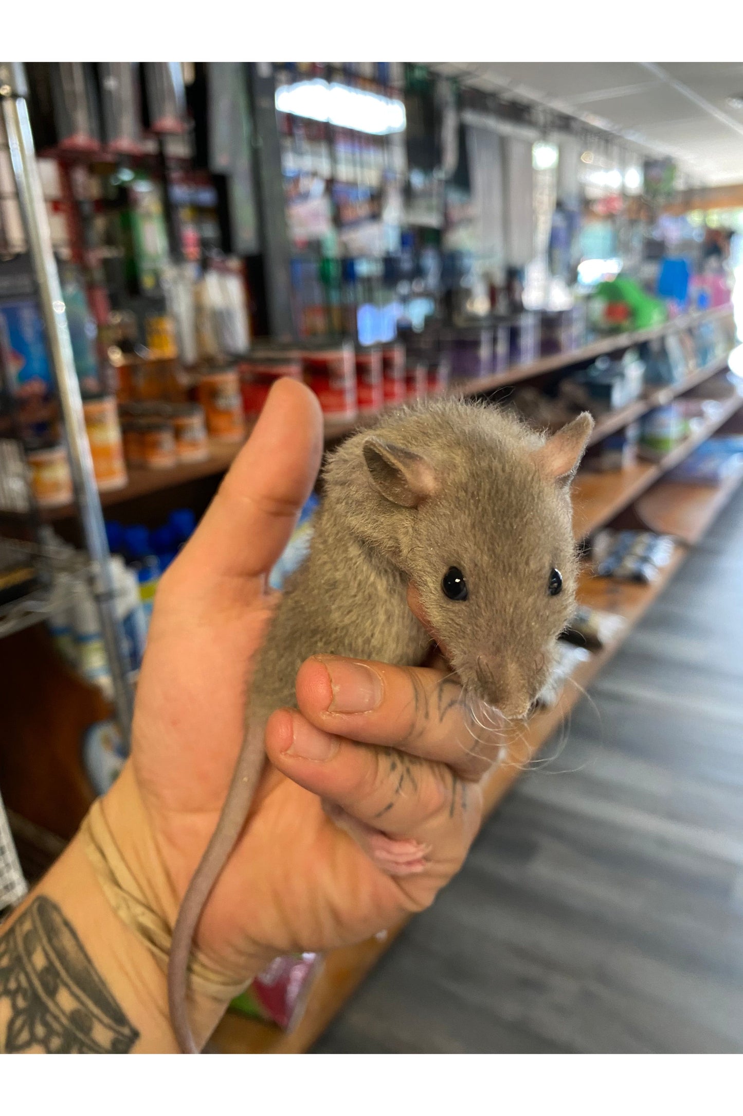 Fancy Rat - Juvenile