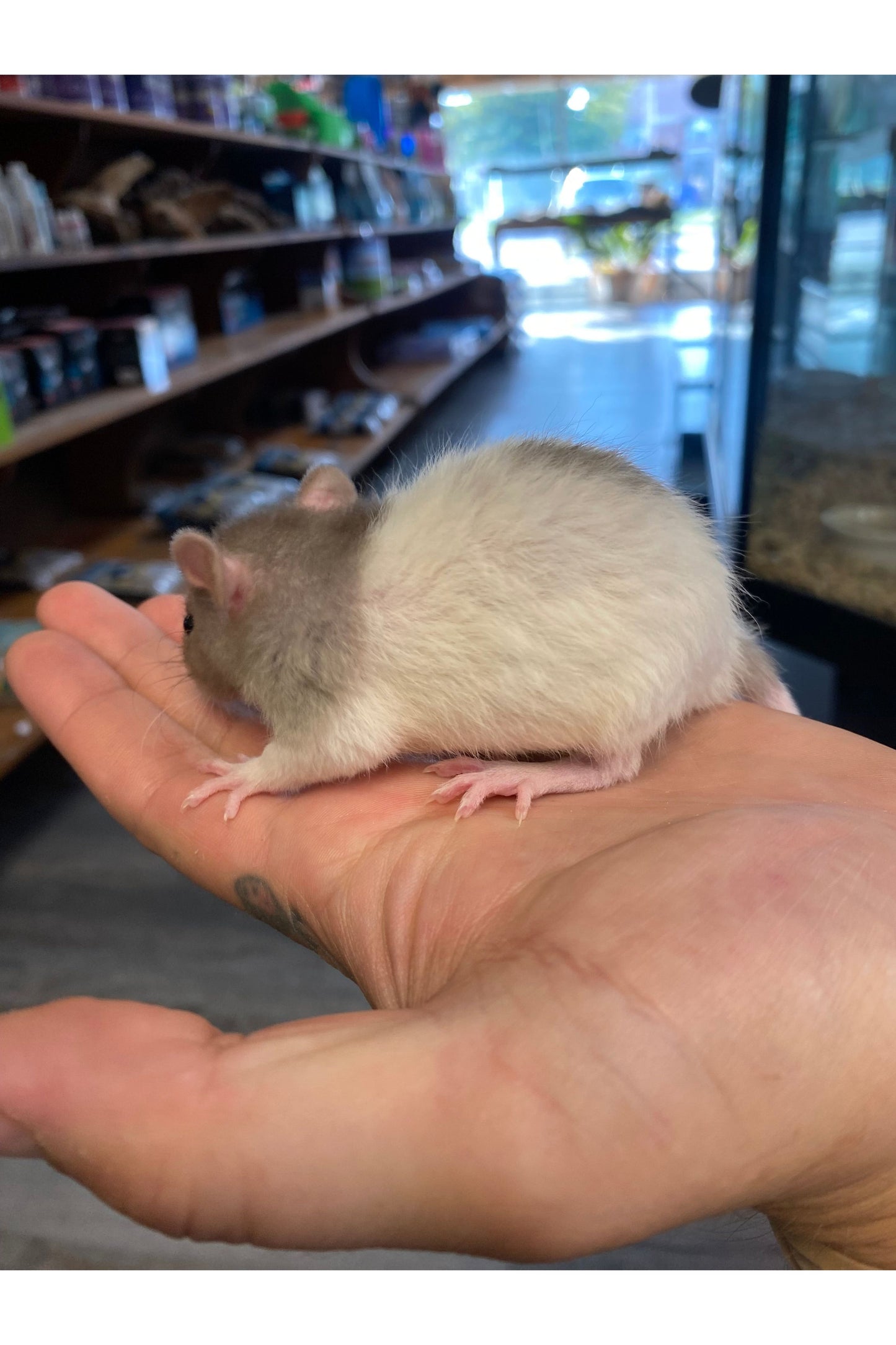 Fancy Rat - Juvenile