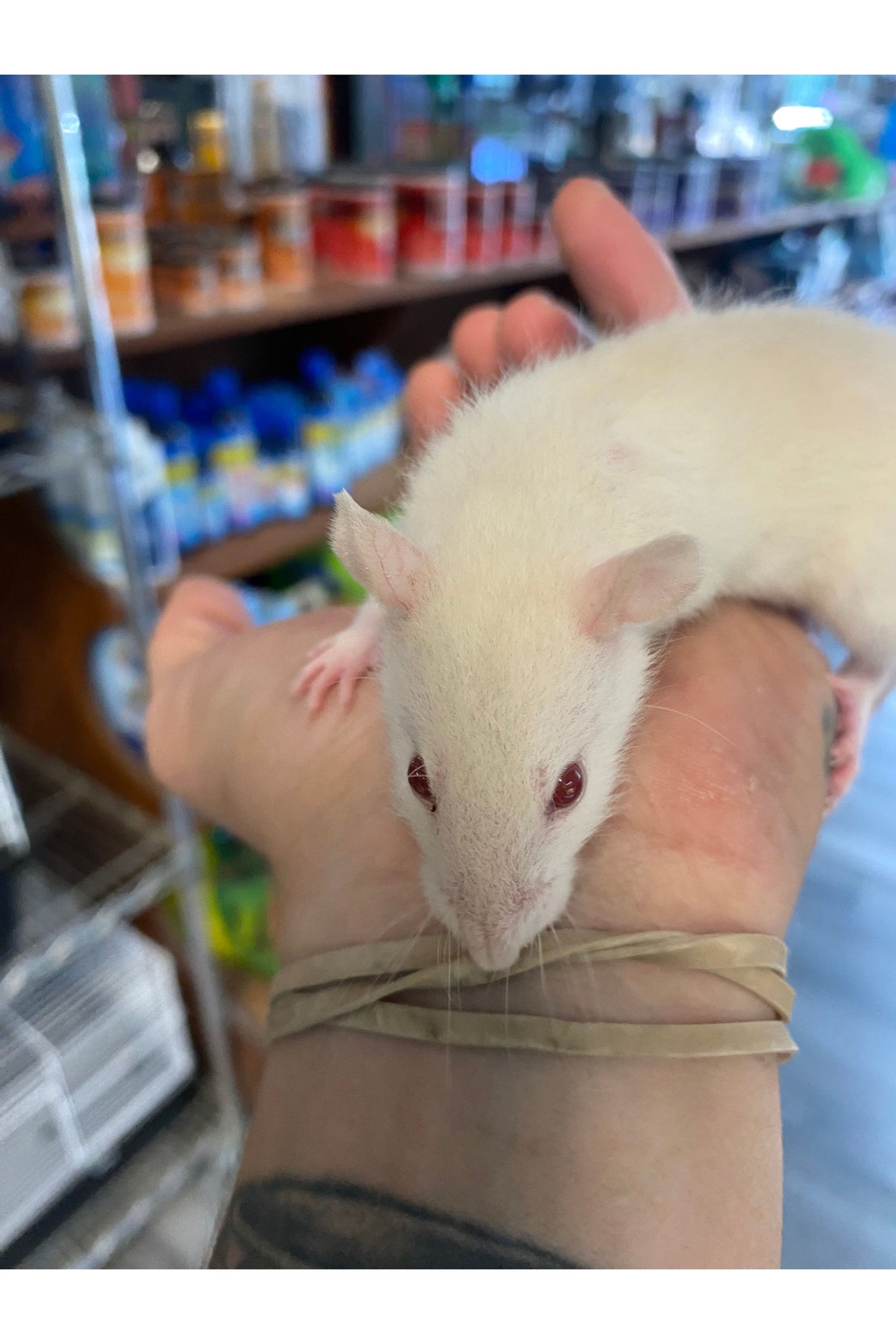 Fancy Rat - Juvenile