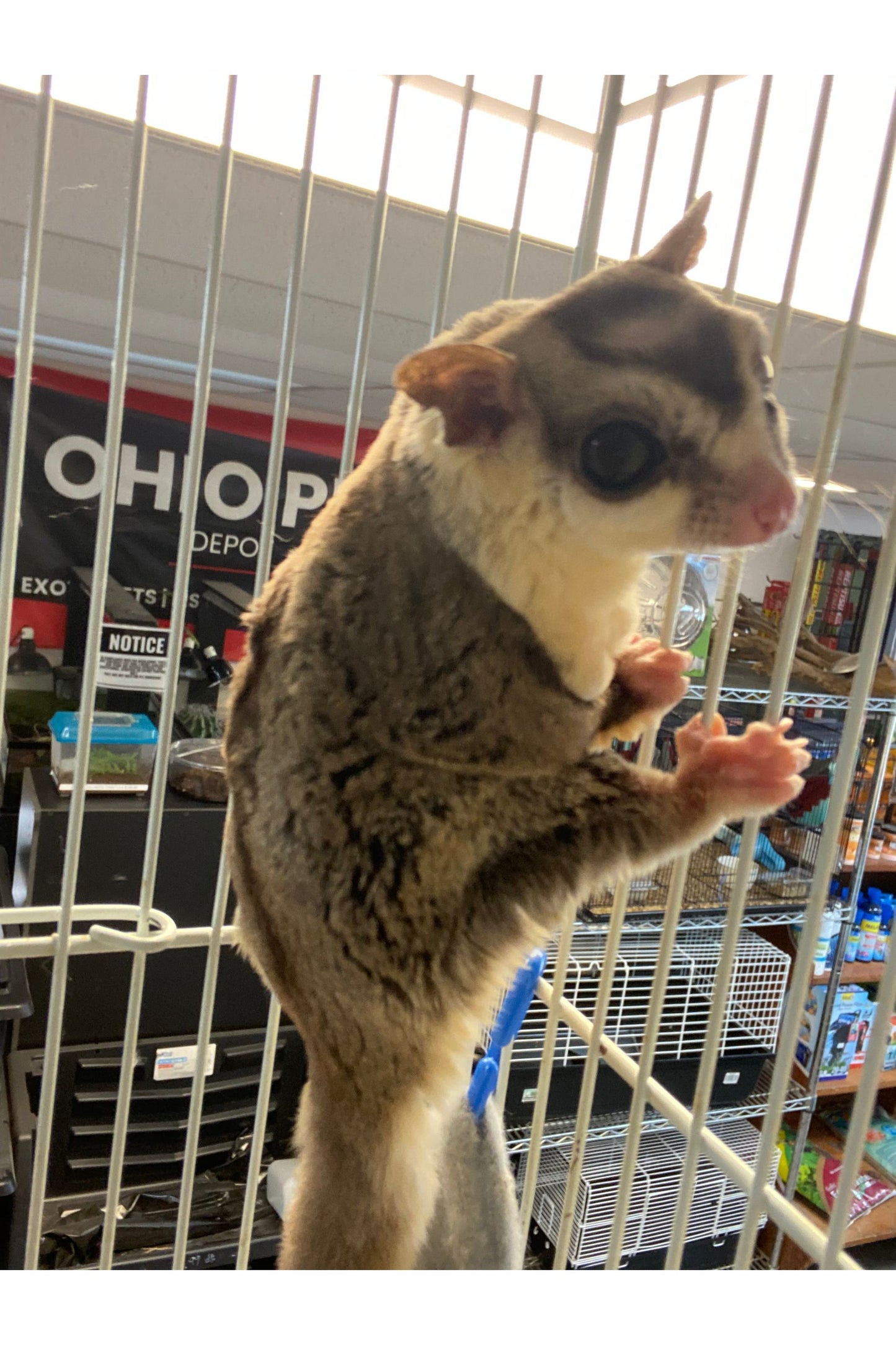 Sugar Glider - Pair #2