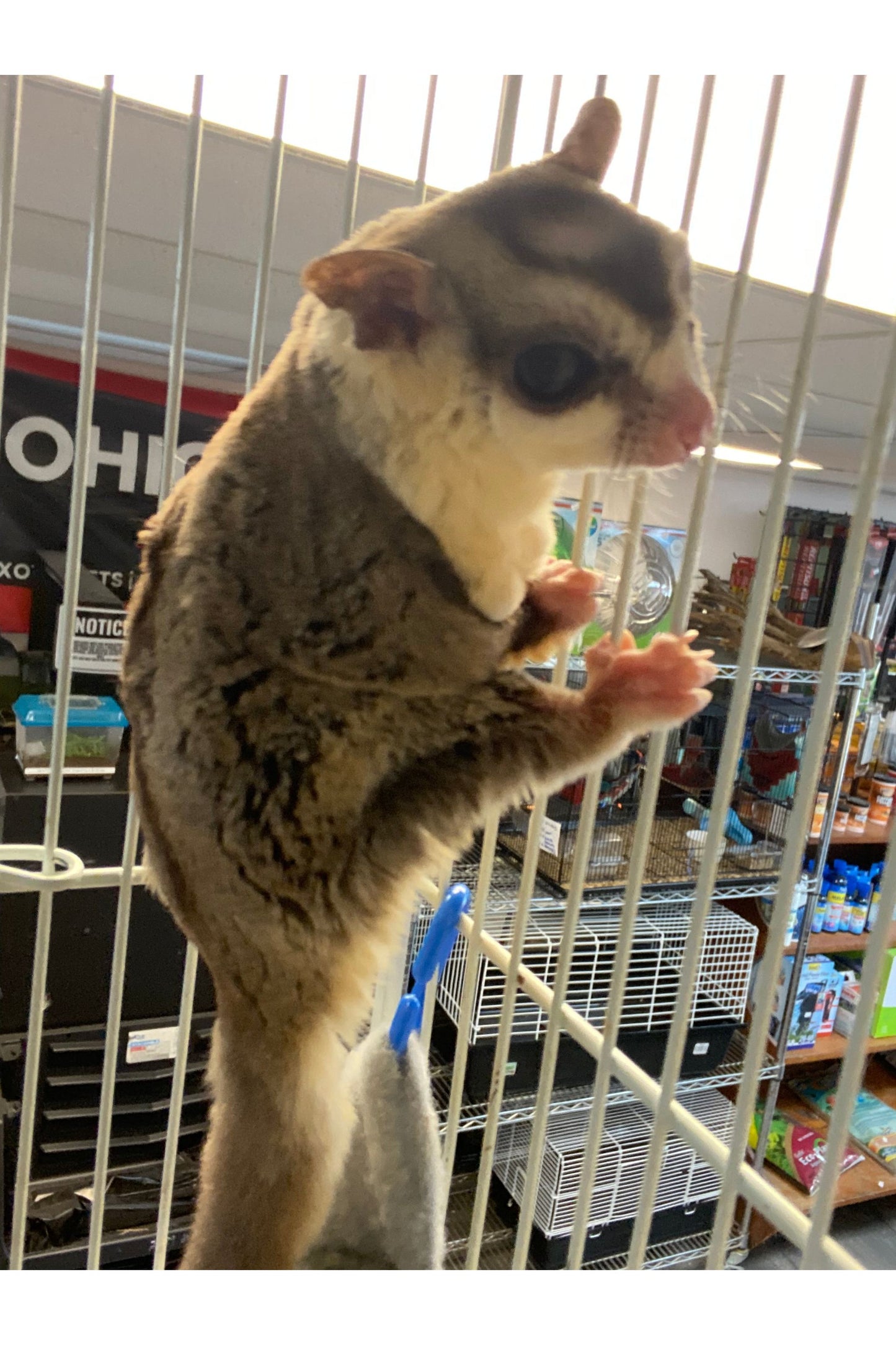 Sugar Glider - Pair #2