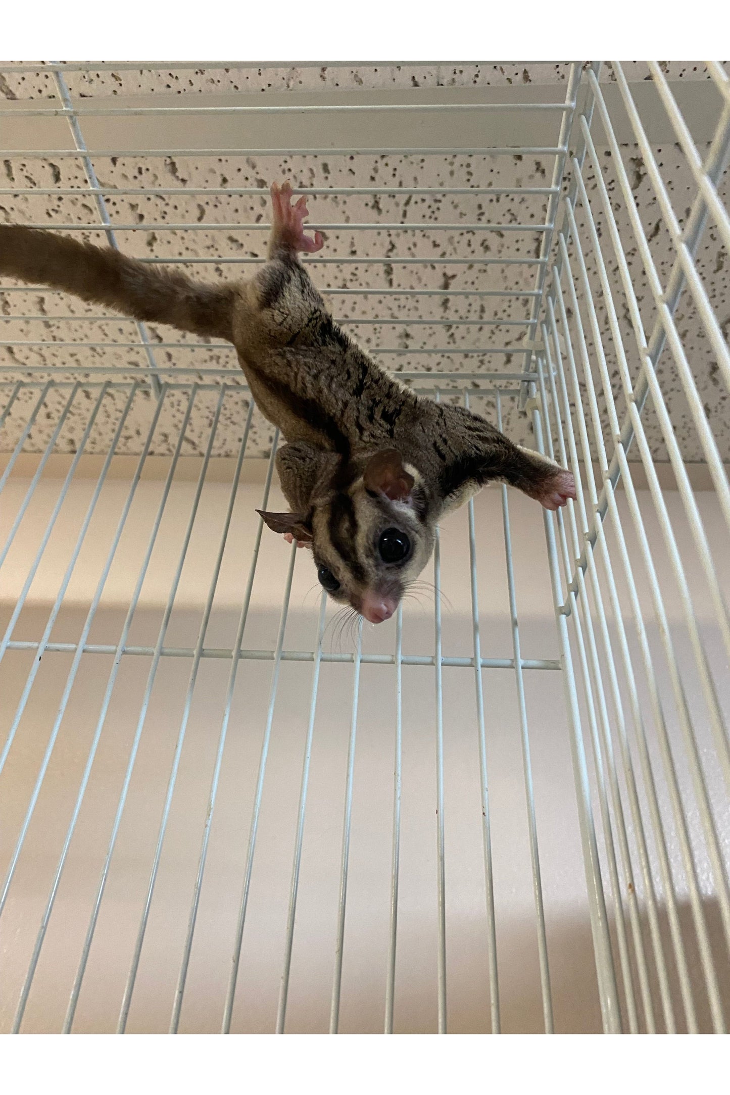Sugar Glider - Pair #2