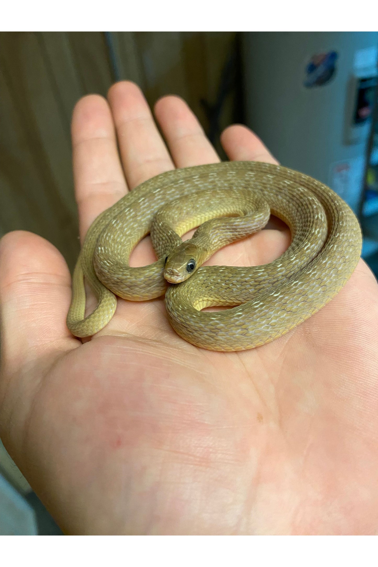 Egyptian Egg Eating Snake - Juvenile