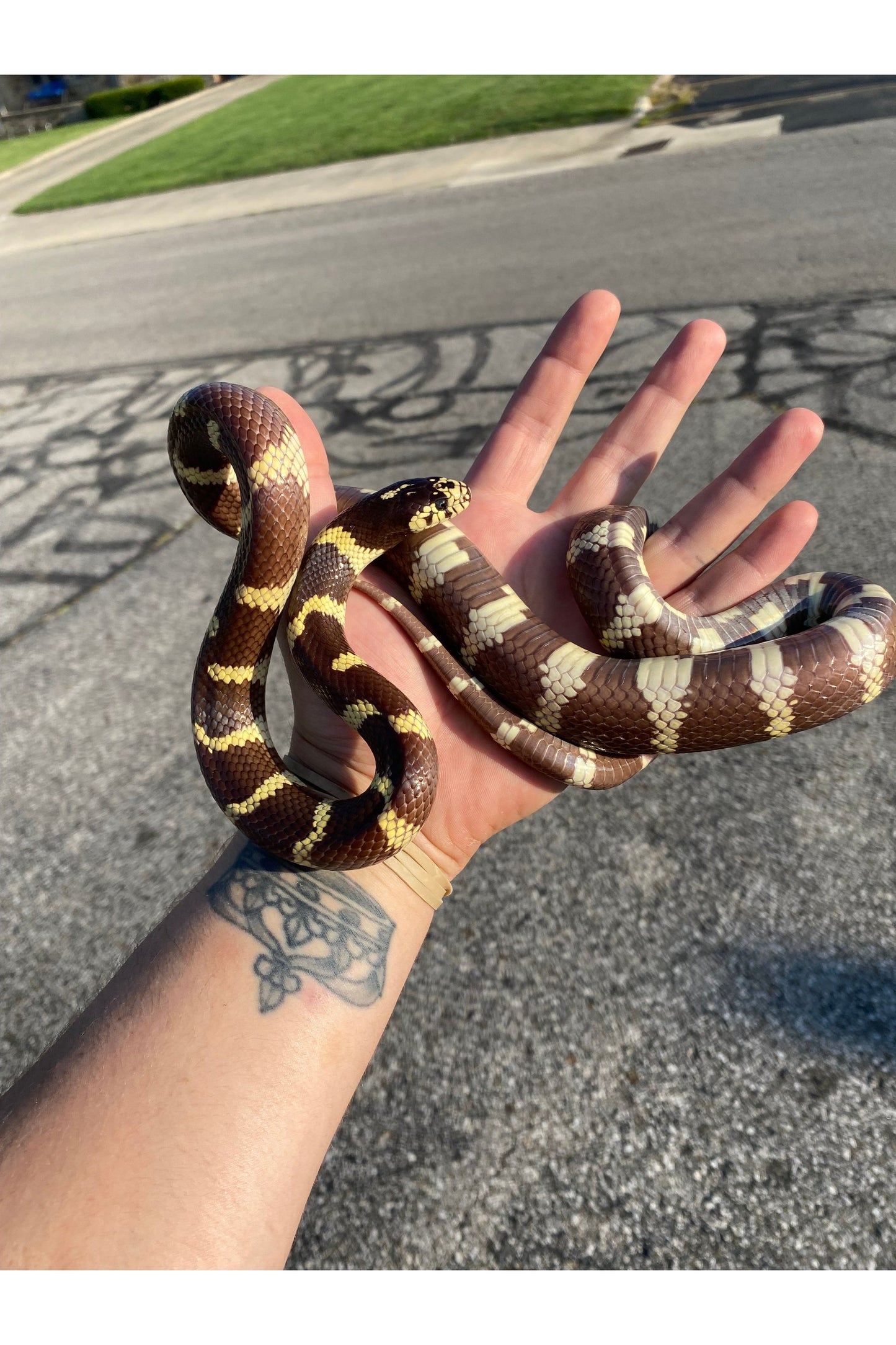 Black & White California King Snake - Adult
