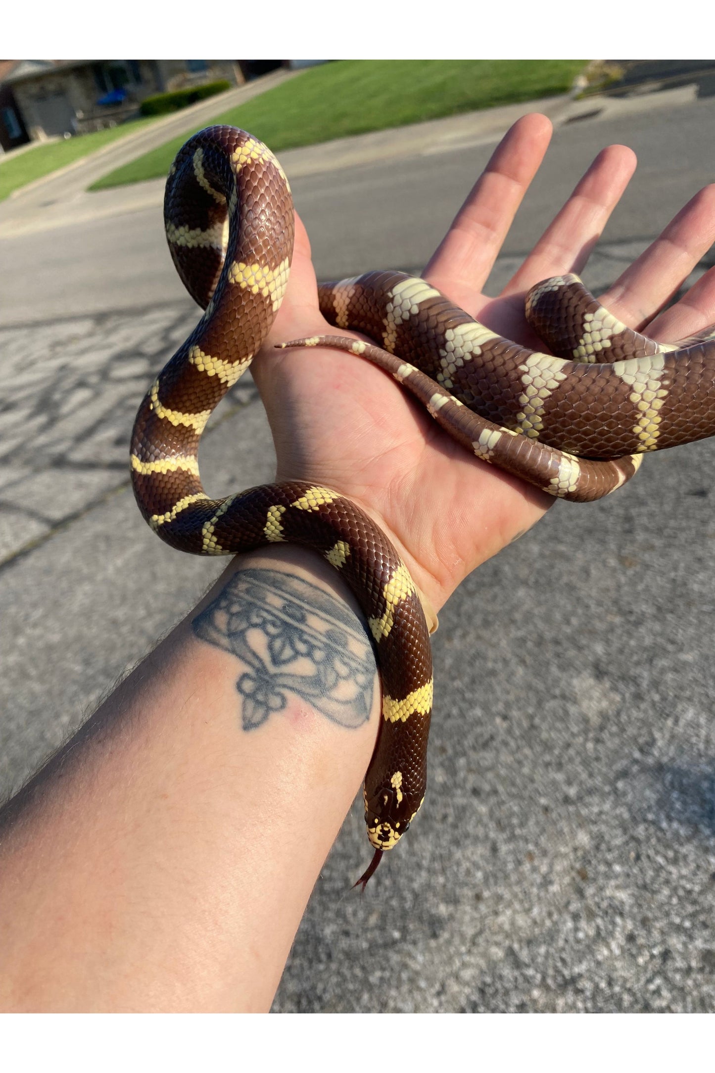 Black & White California King Snake - Adult
