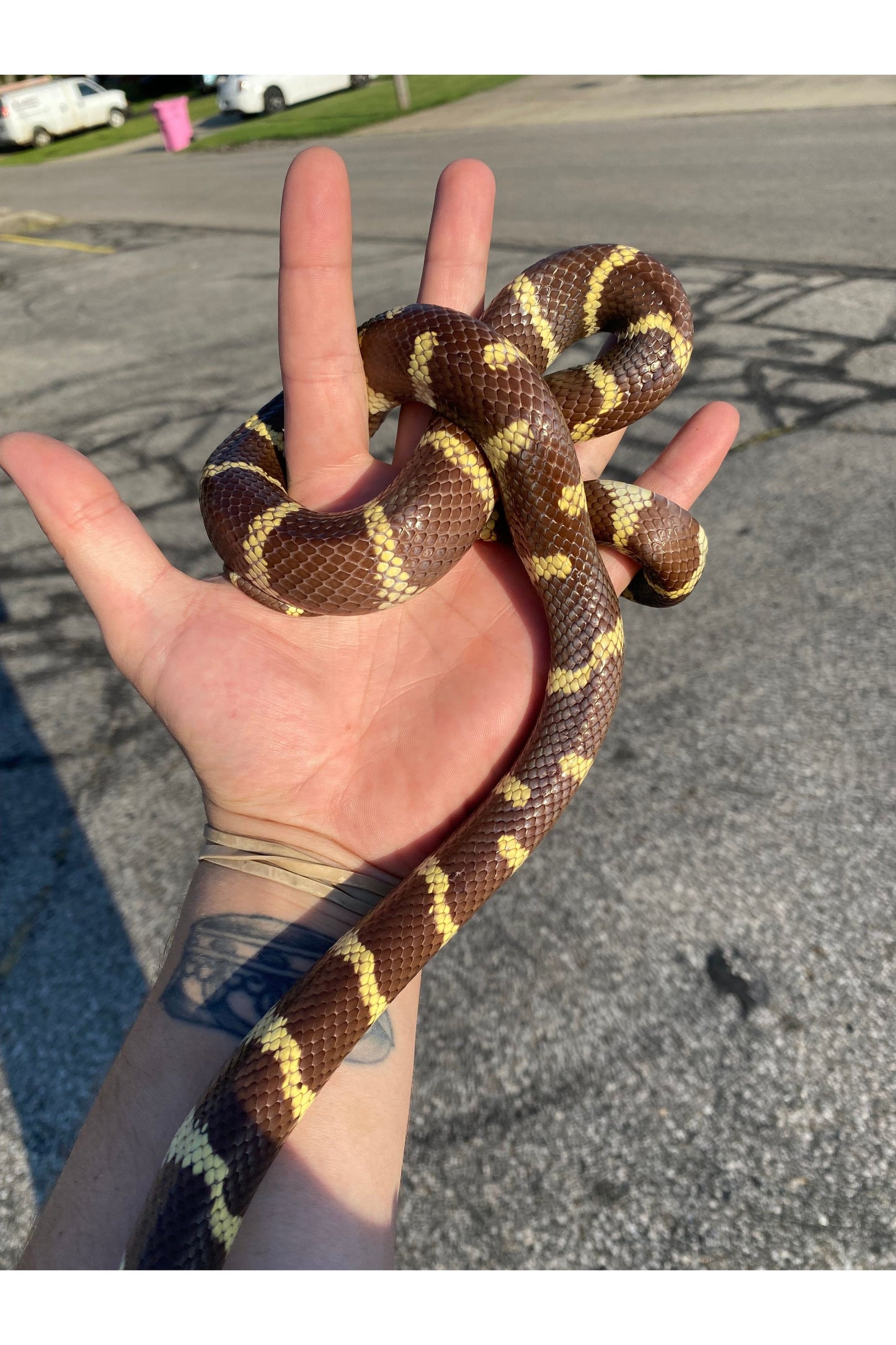 Black & White California King Snake - Adult