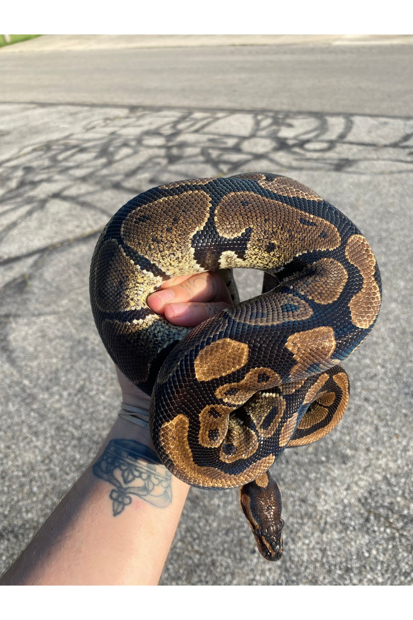 Harlequin Ball Python - Sub Adult