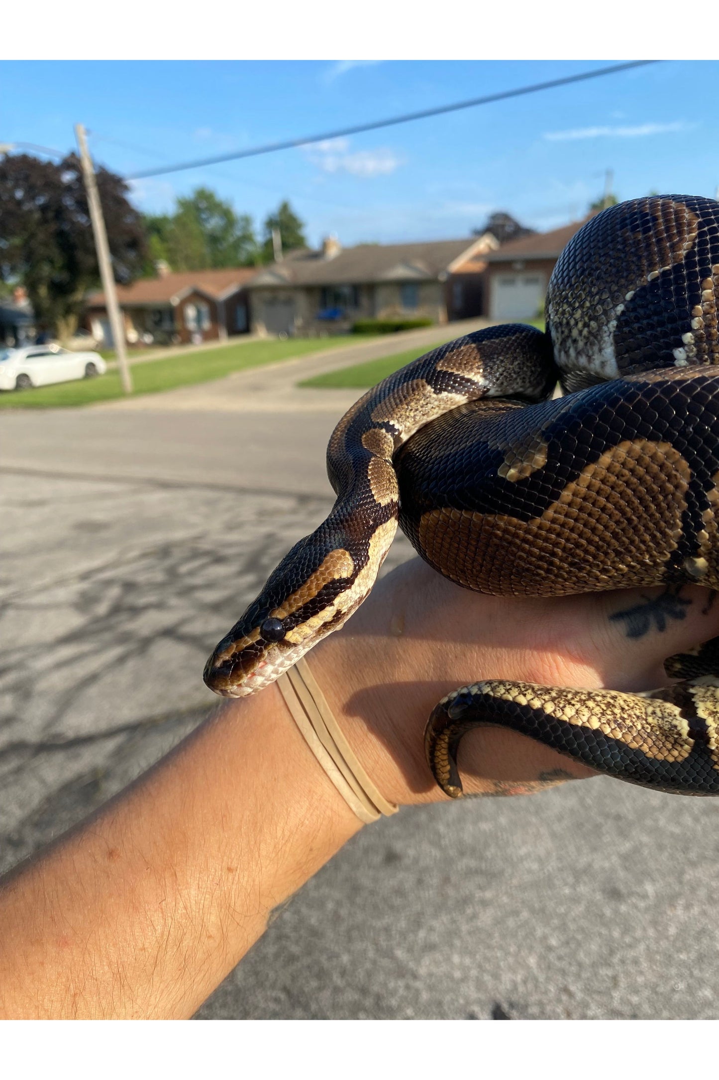 Harlequin Ball Python - Sub Adult