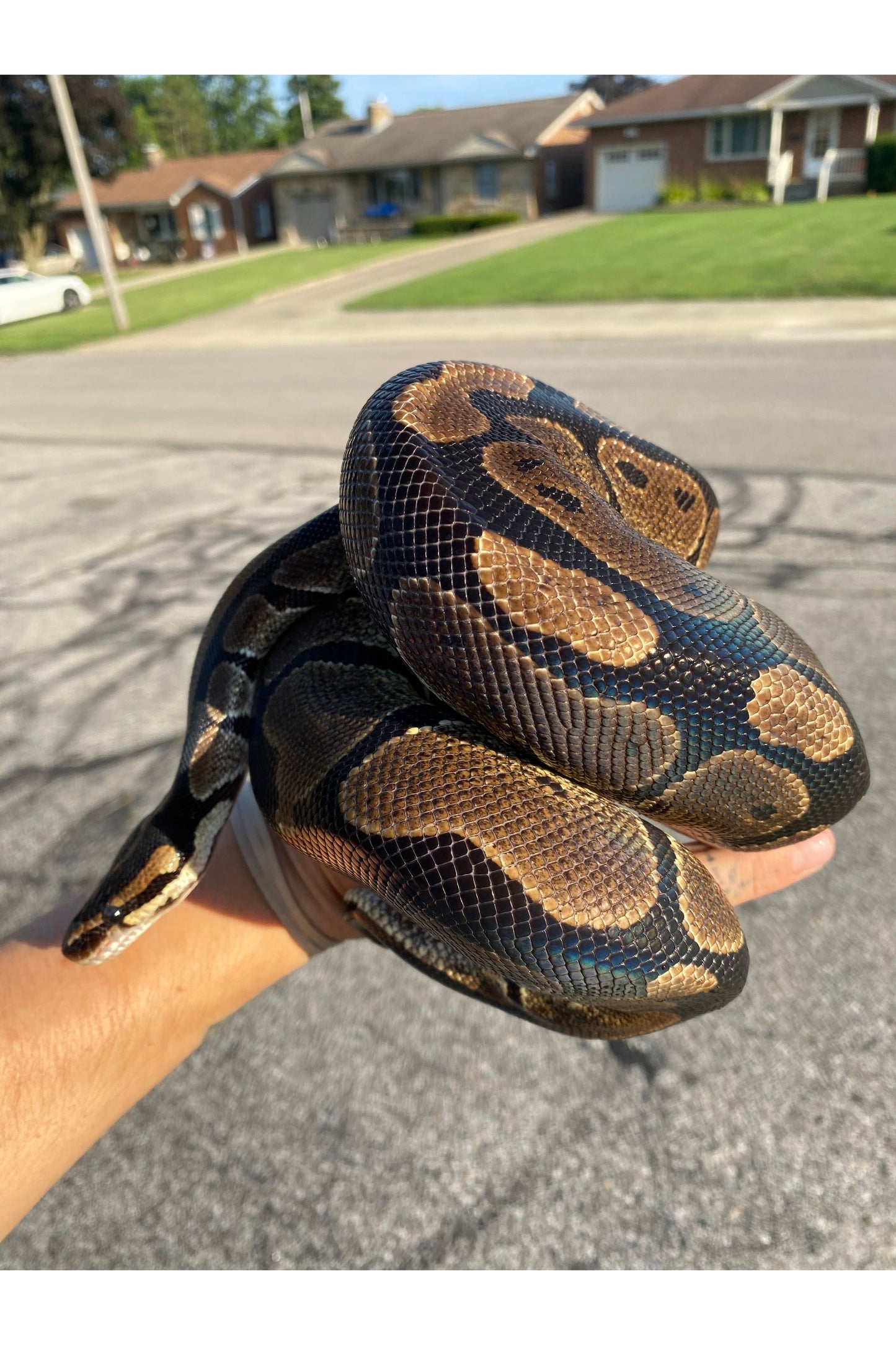 Harlequin Ball Python - Sub Adult