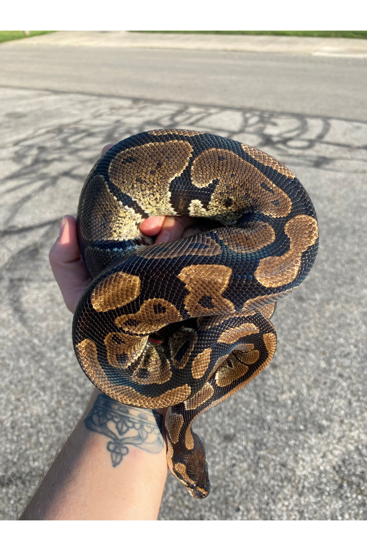 Harlequin Ball Python - Sub Adult