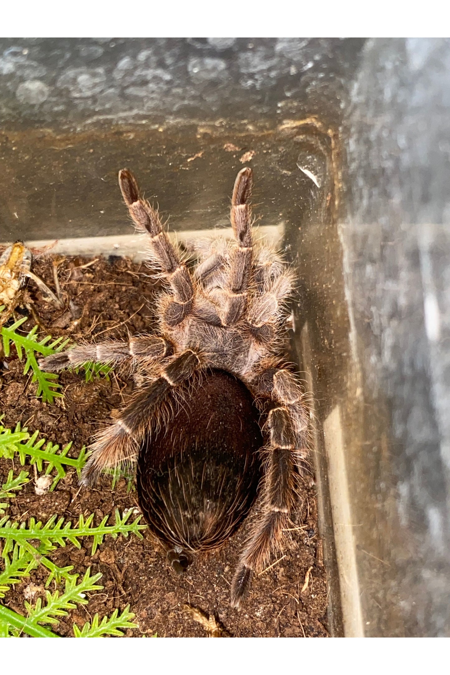 White Collared Tarantula