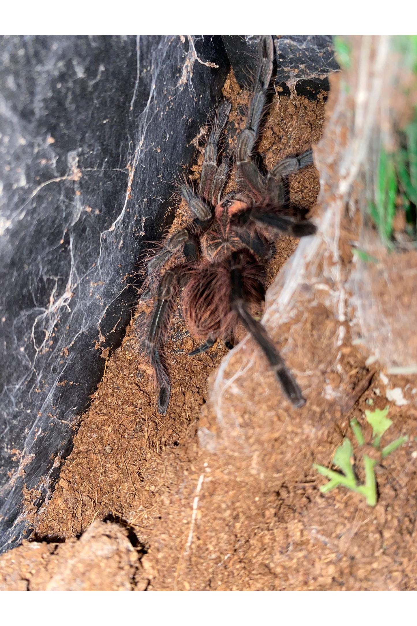 Purple Bloom Tarantula