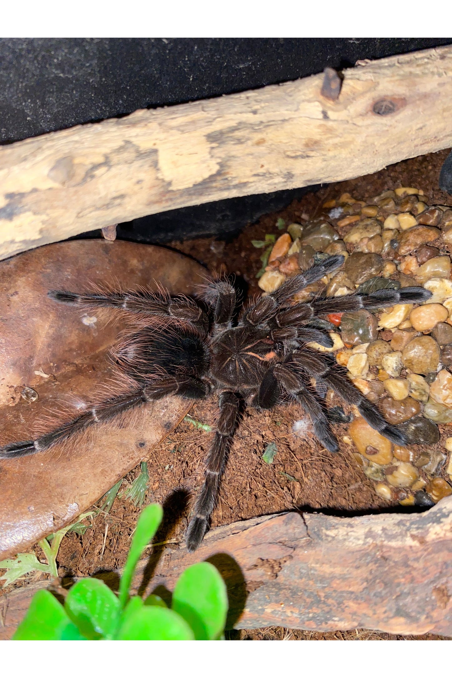 Pink Bloom Tarantula