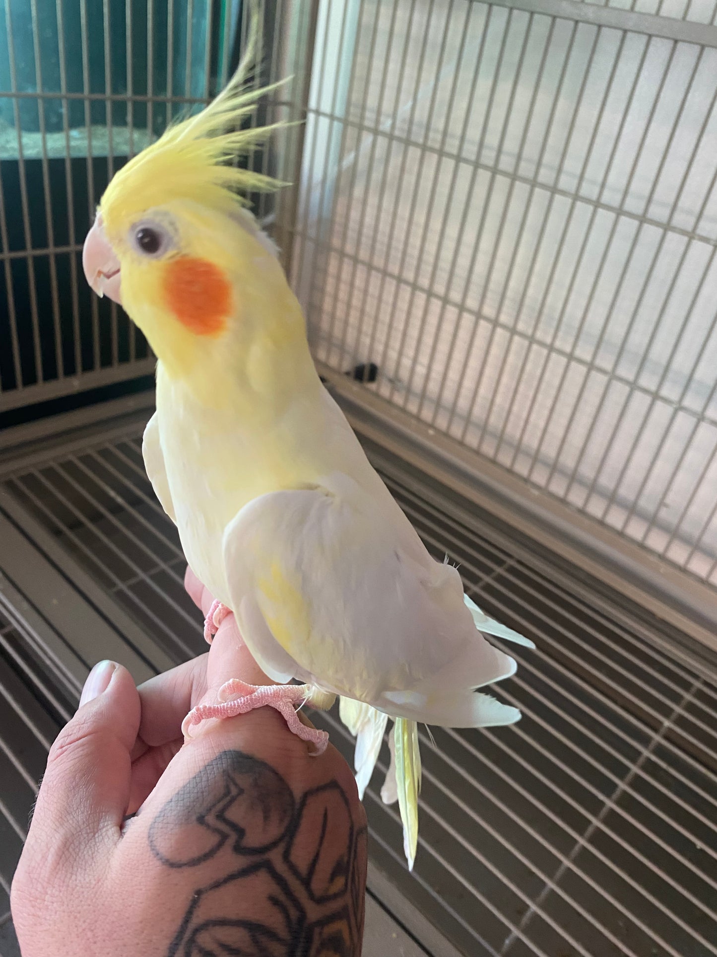 Lutino Cockatiel