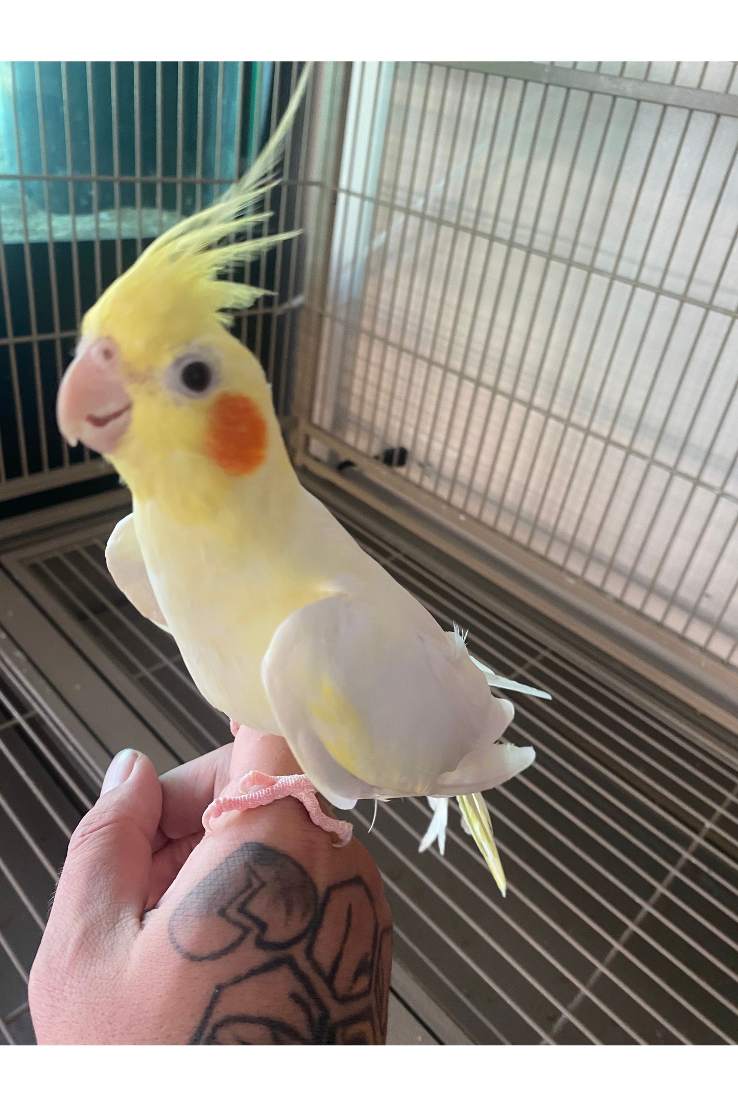 Cockatiel Baby - Hand Fed - OPD’s Pick (Asst.)