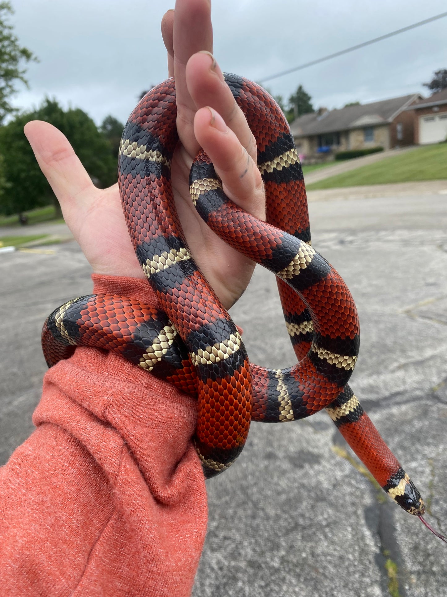 Adult Milk Snake