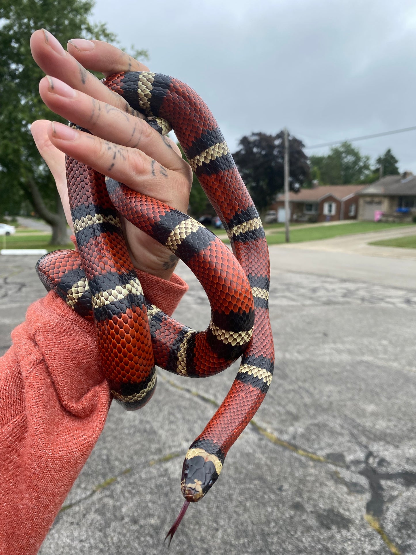 Adult Milk Snake