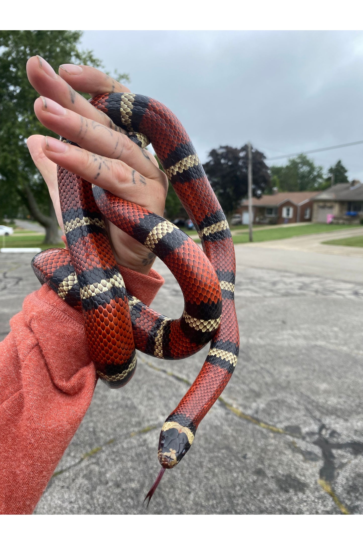 Adult Milk Snake