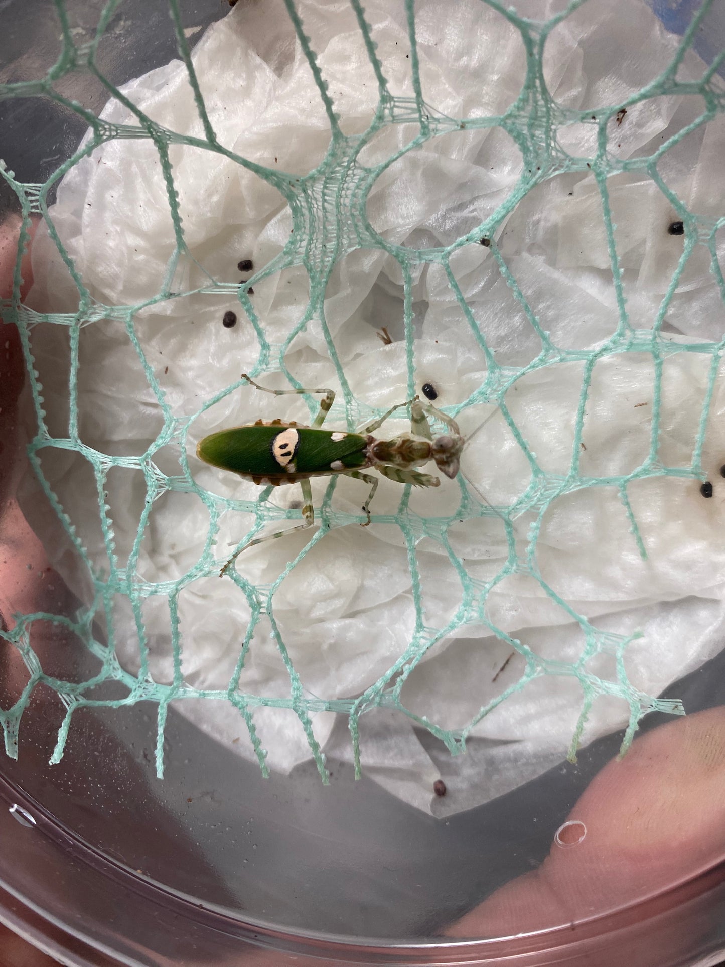 Asian Flower Mantis