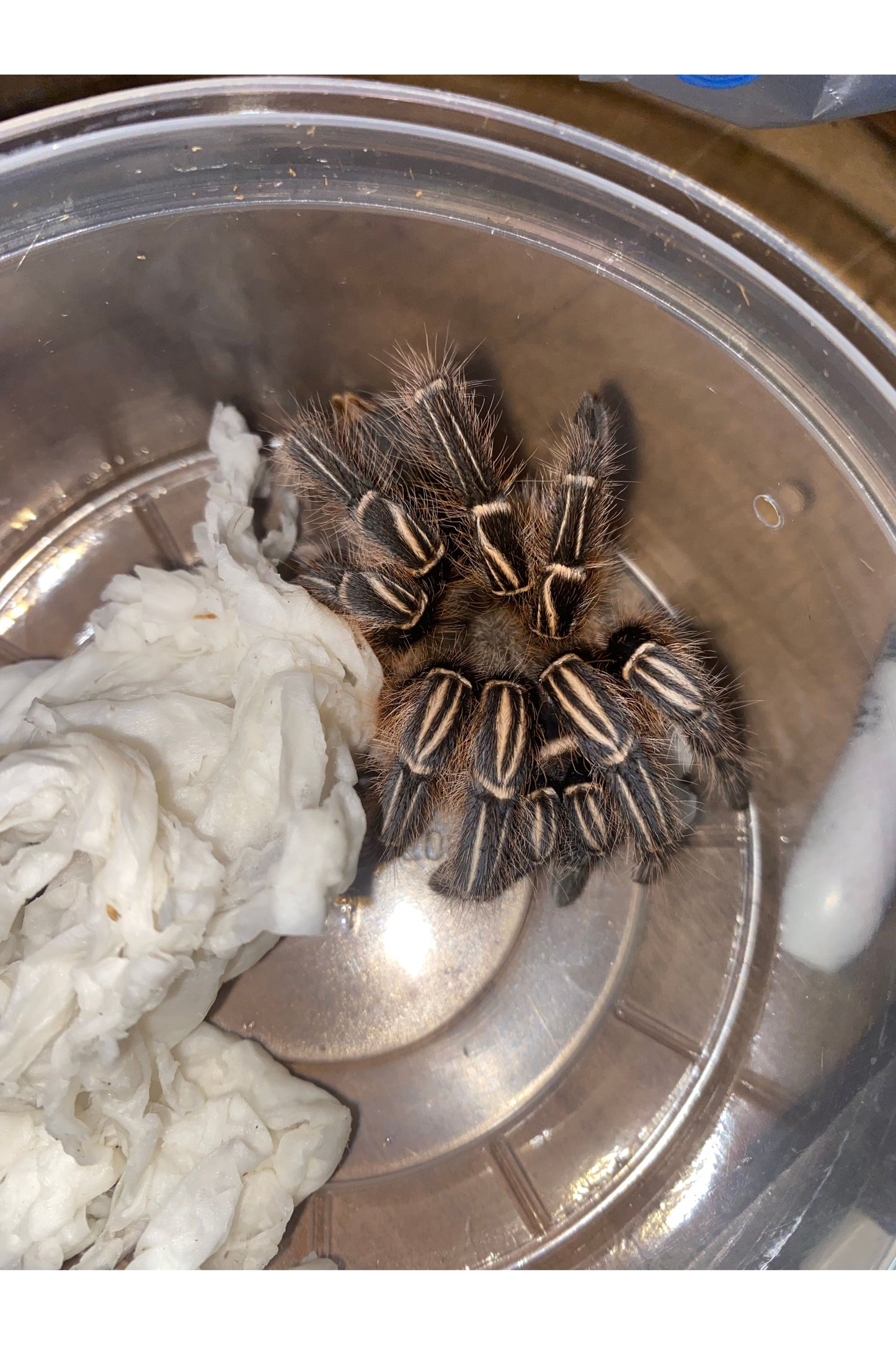 Stripe Knee Tarantula