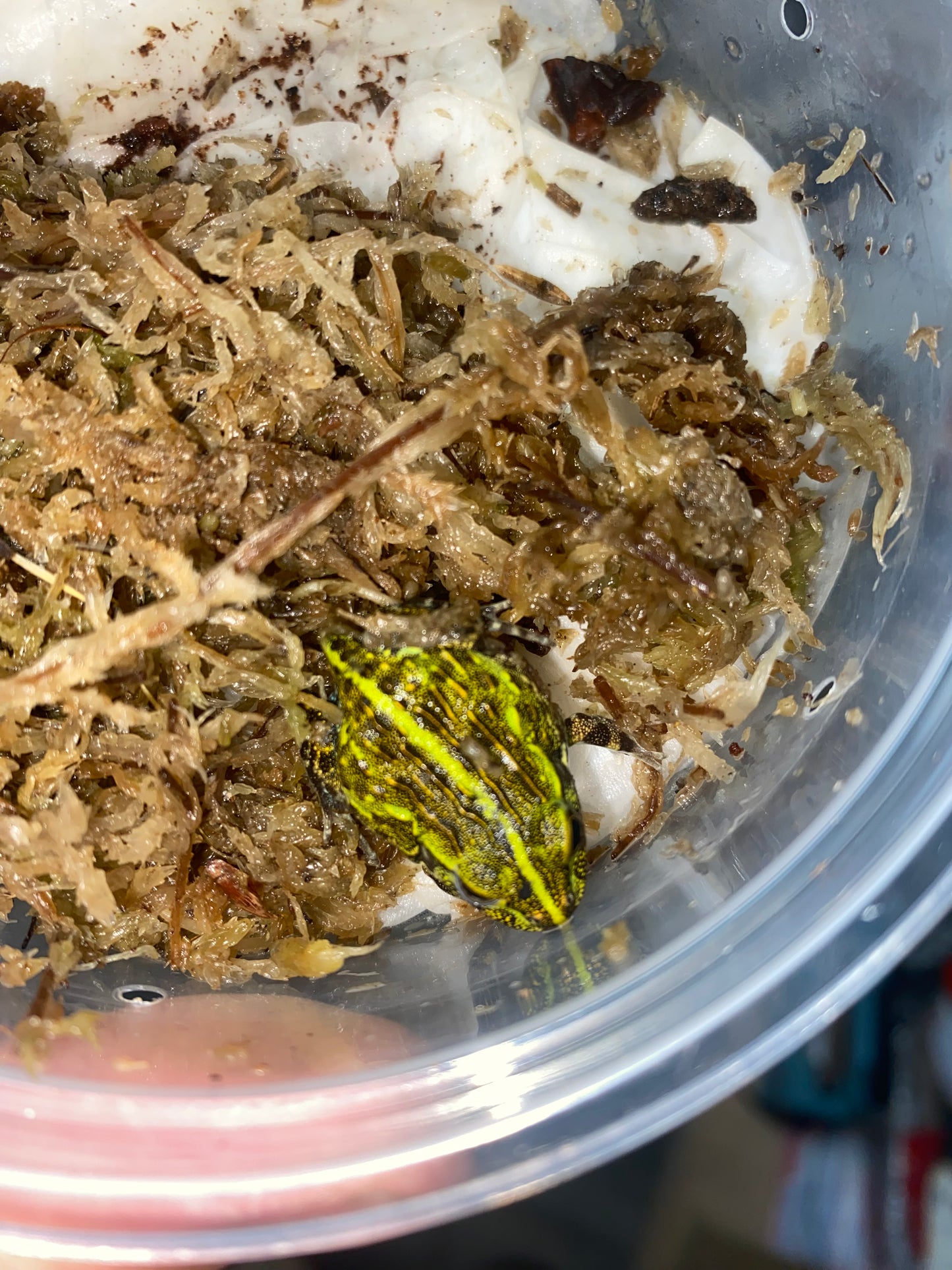 Green Pixie Frog