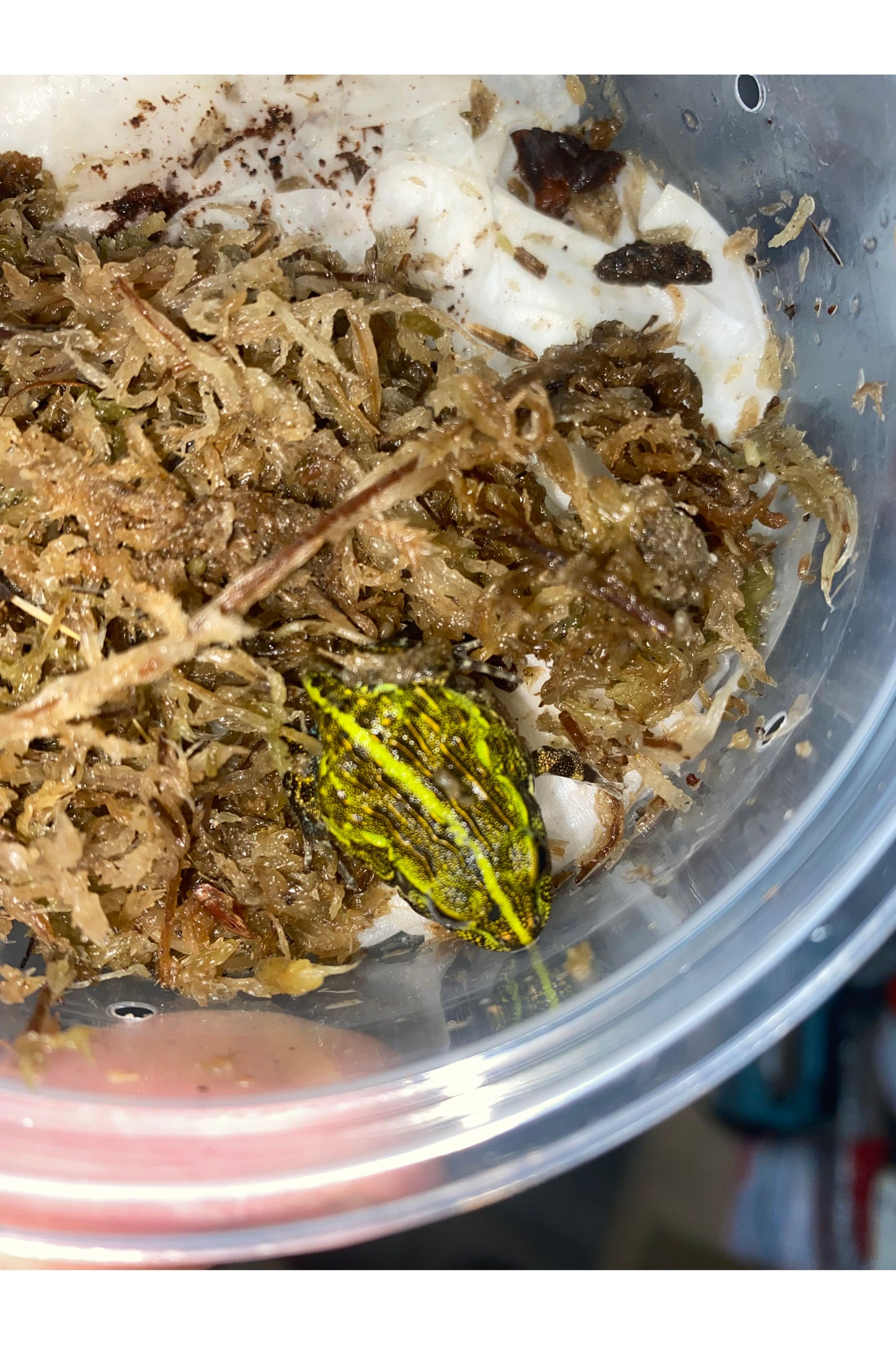 Green Pixie Frog - Baby