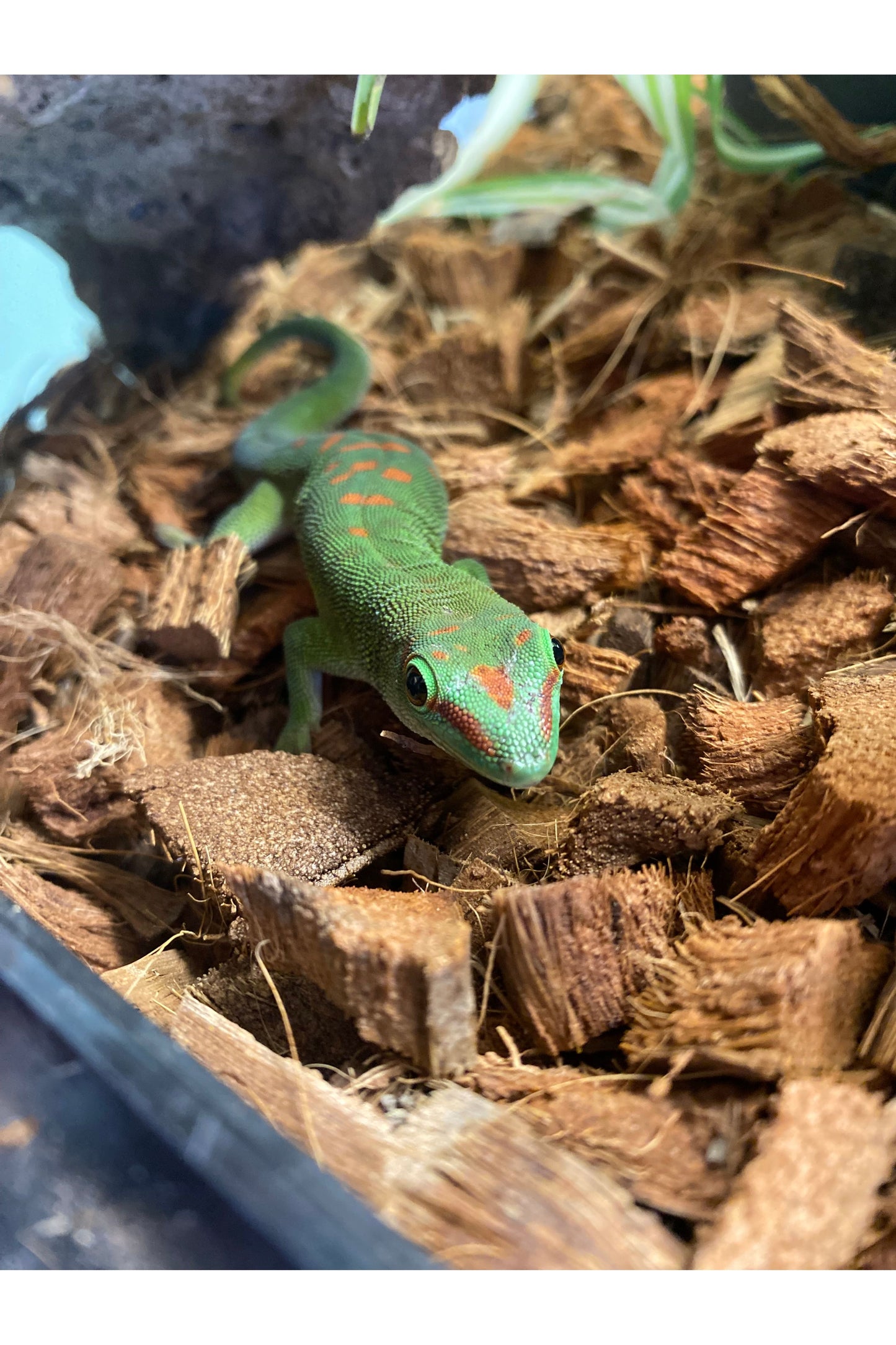 Day Gecko