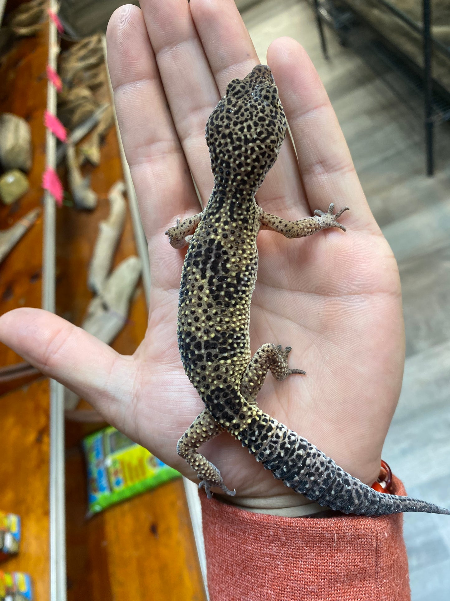 Leopard Gecko - Sub Adult