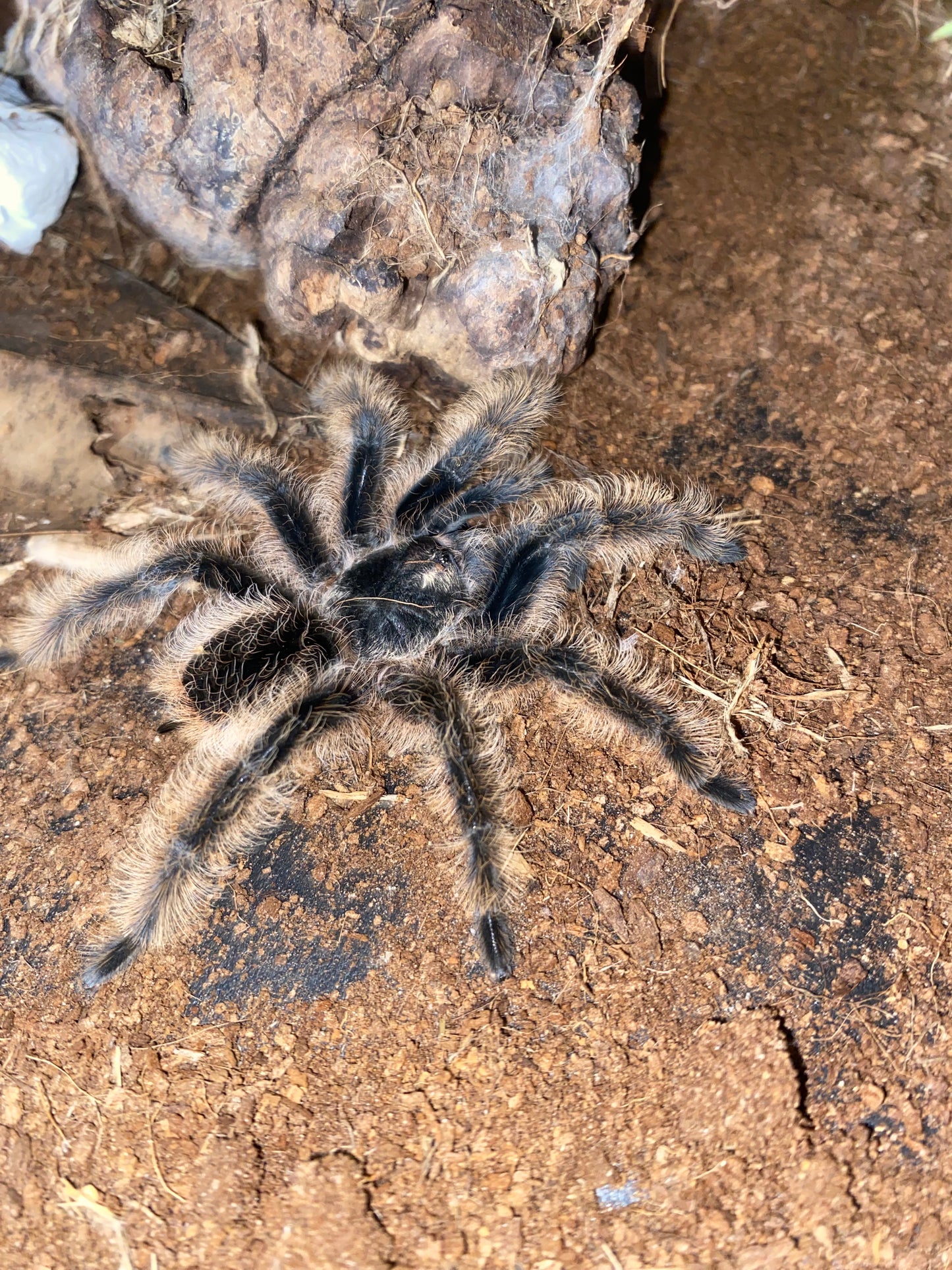 Curly Hair Tarantula