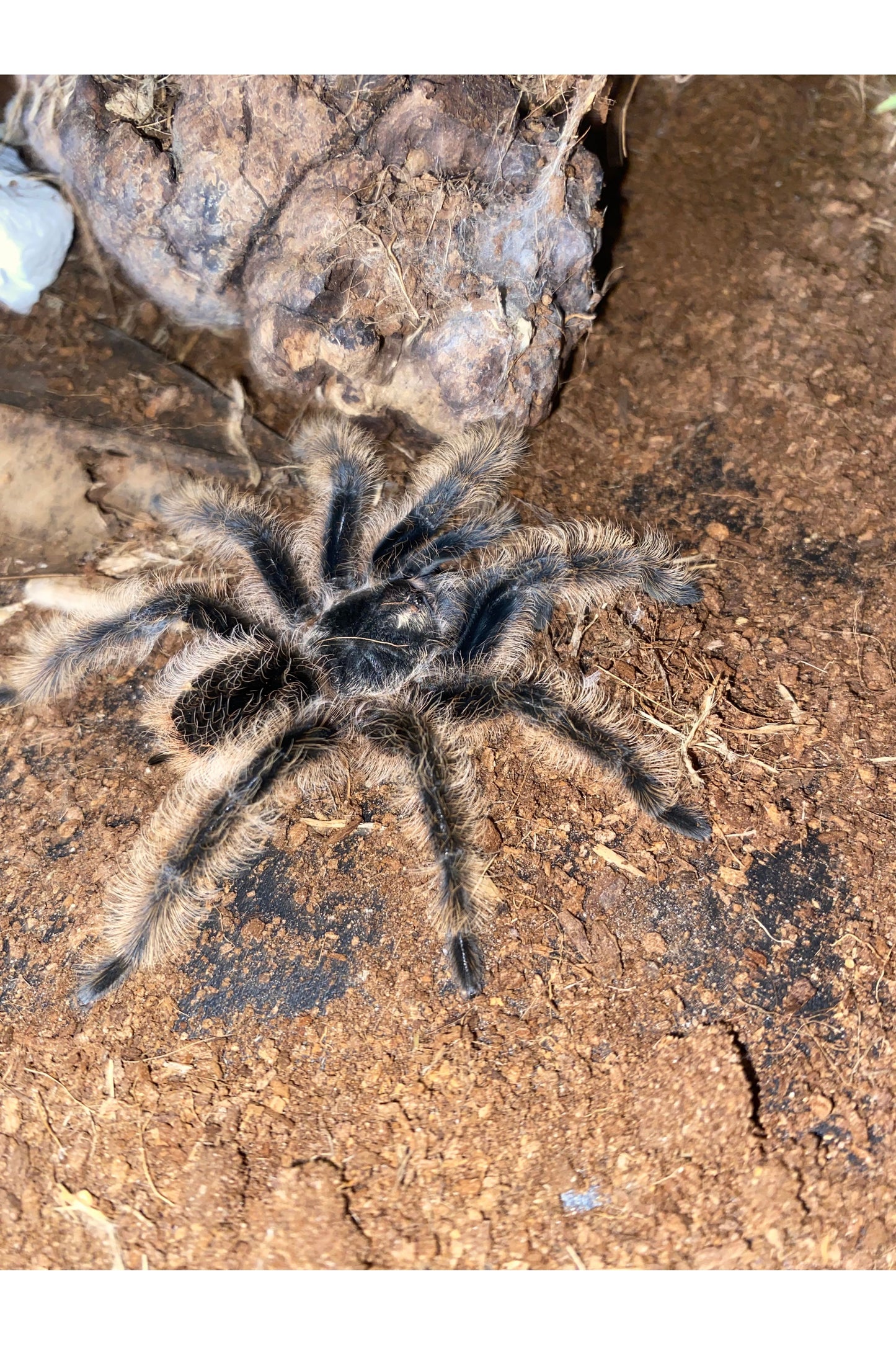 Curly Hair Tarantula