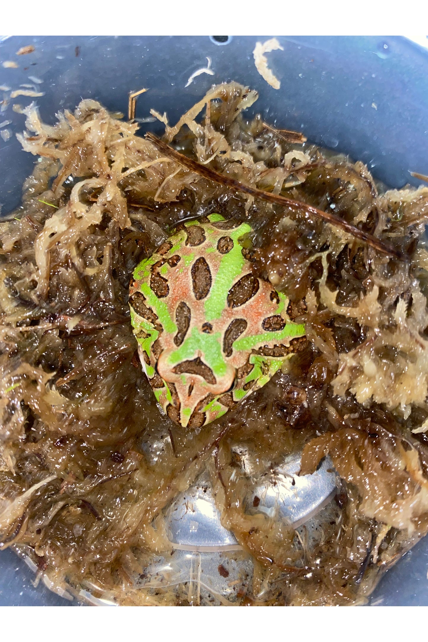 Green Pac-Man Frog