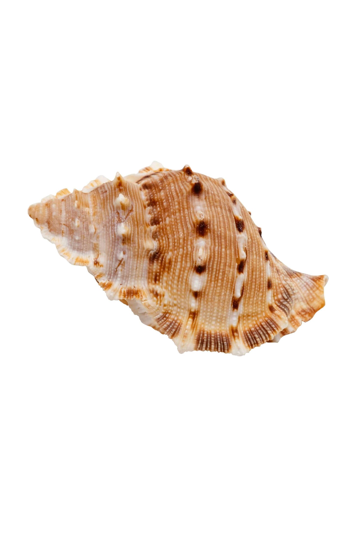 ZOO MED - Hermit Crab - Growth Shells