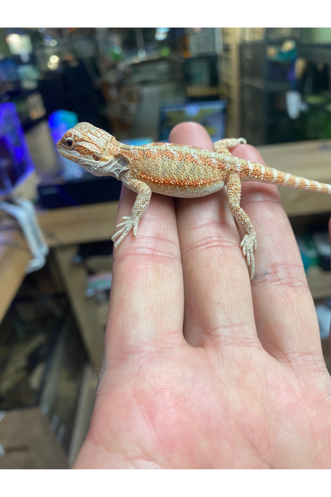The Complete Bearded Dragon Care Guide for First-Time Owners
